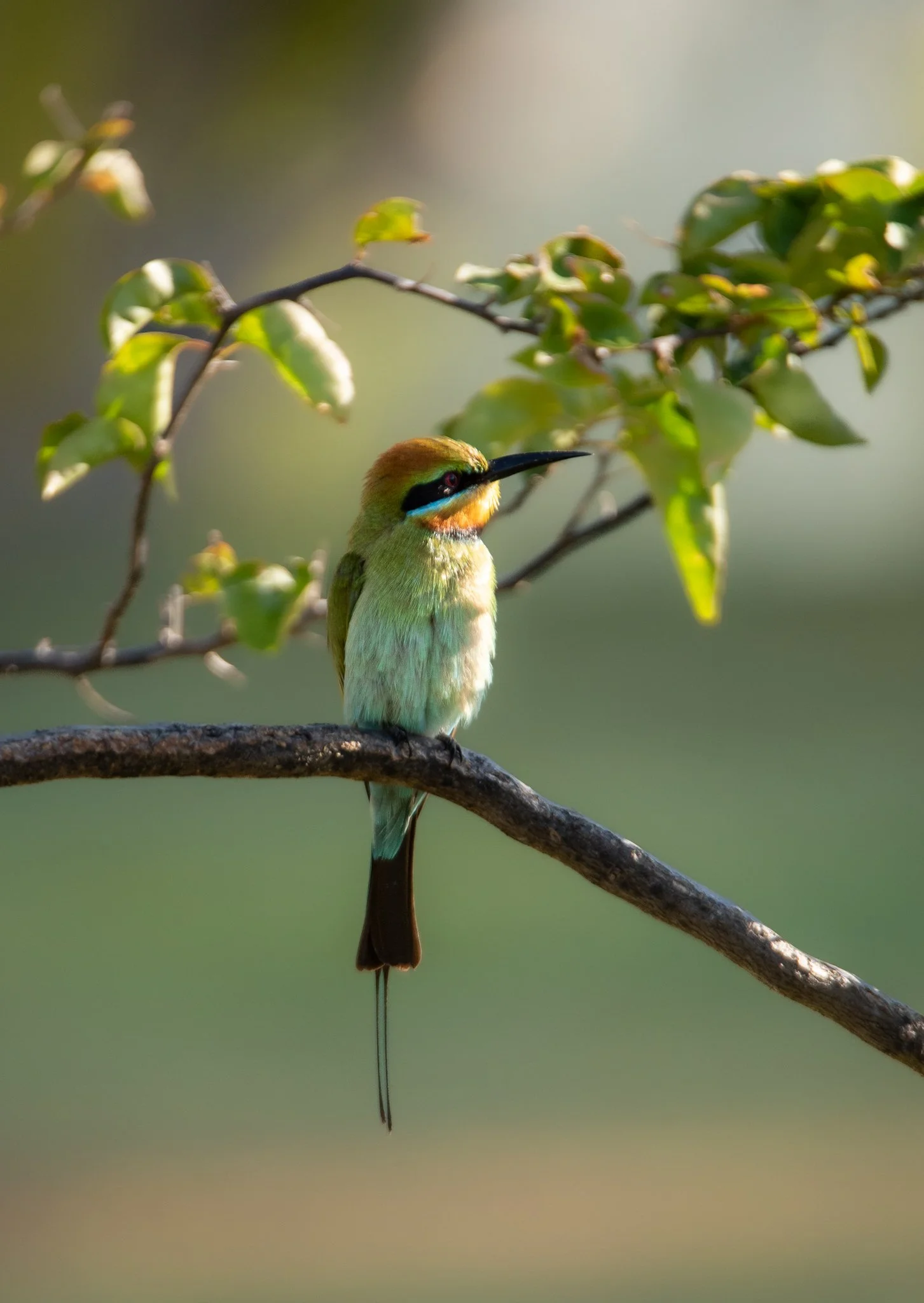 Rainbow Bee Eater