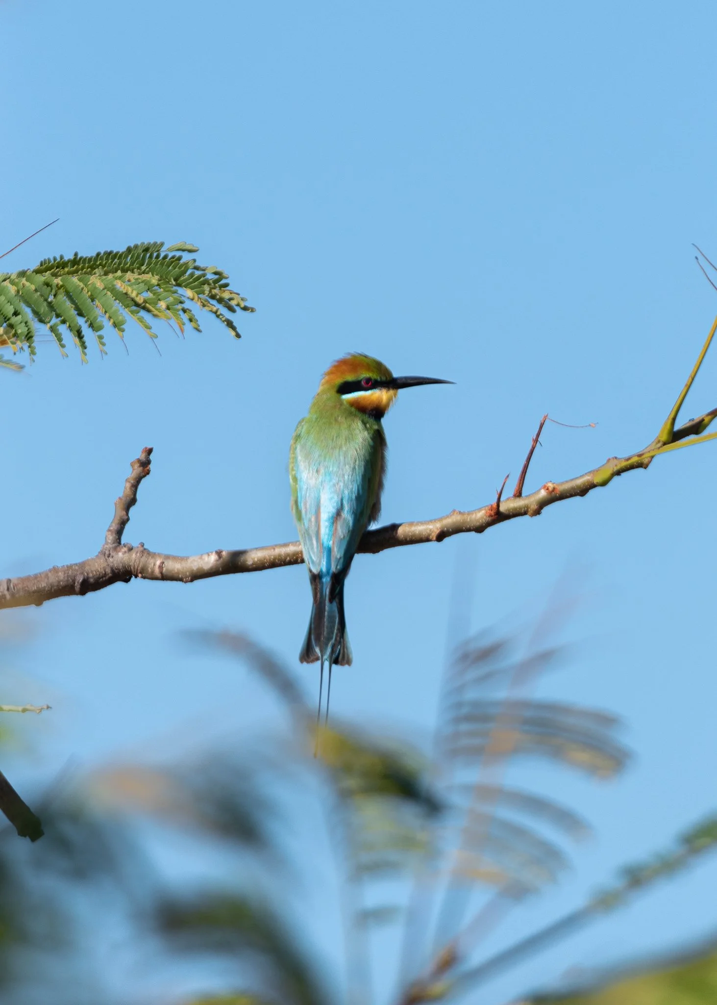 Rainbow Bee Eater