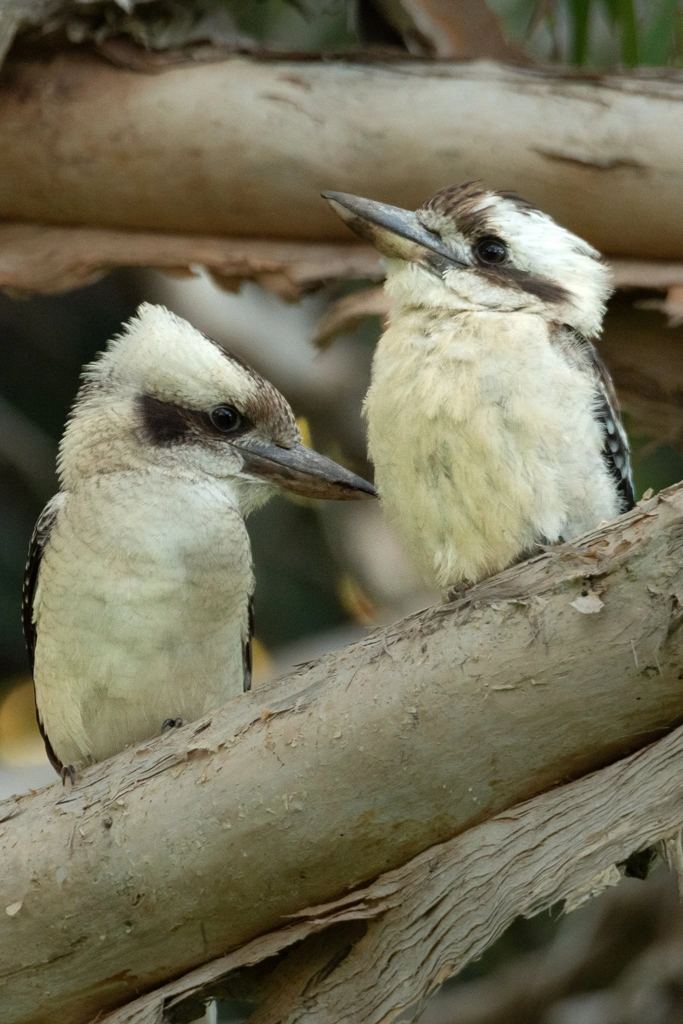 Laughing Kookaburras, Bowen Queensland