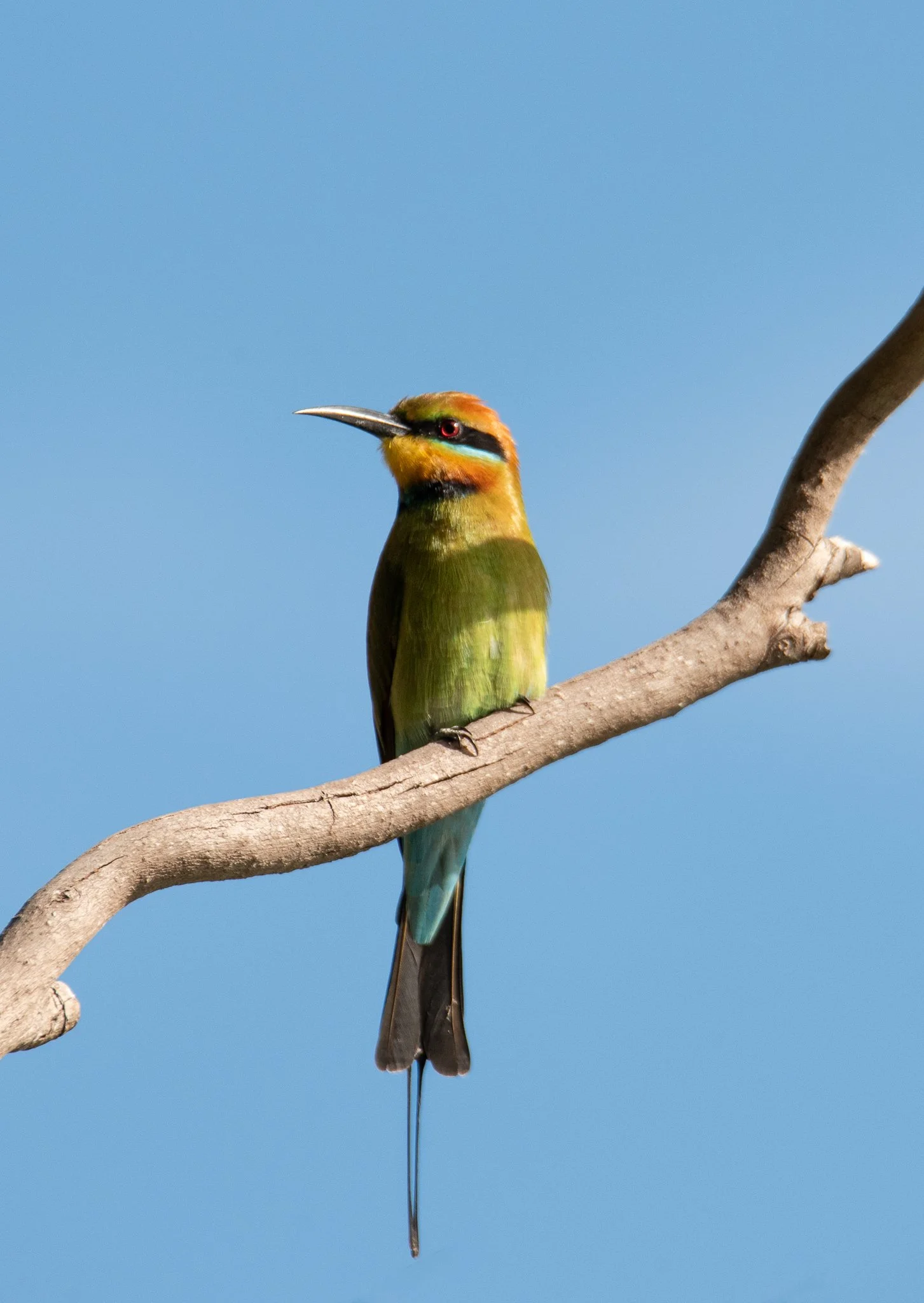 Rainbow Bee-eater, Bowen Queensland