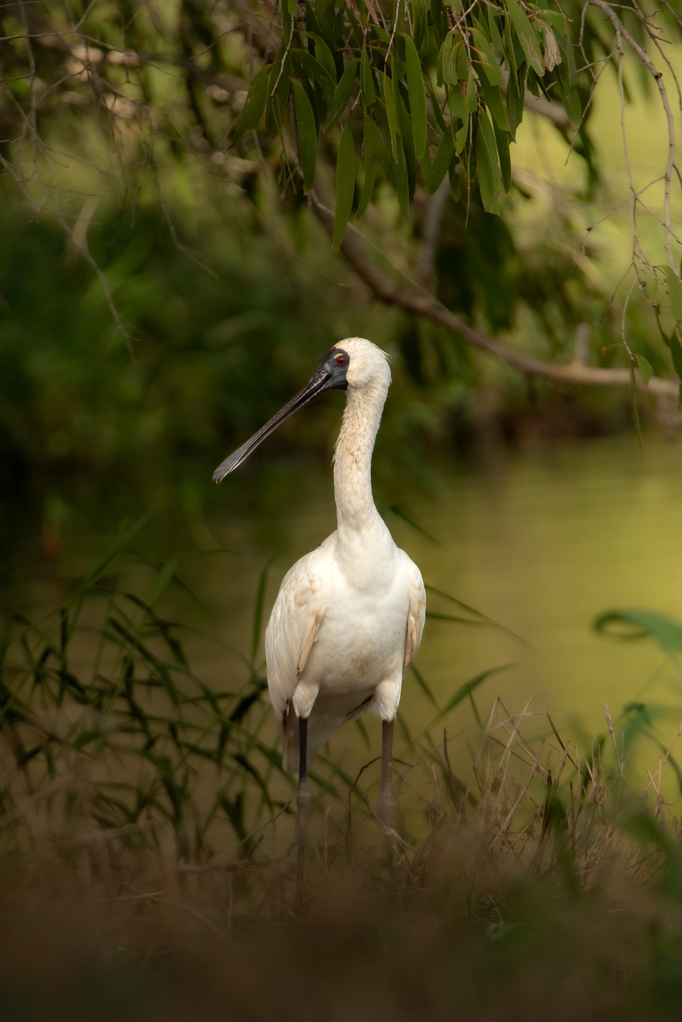 Royal Spoonbill, Bowen Queensland