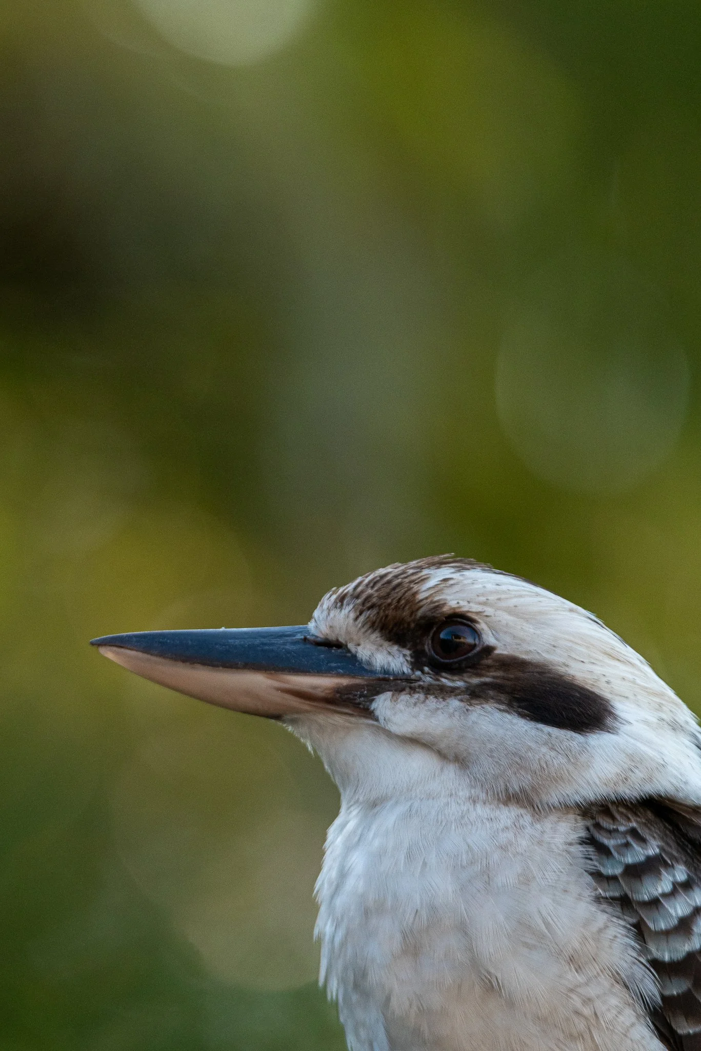 Laughing Kookaburra