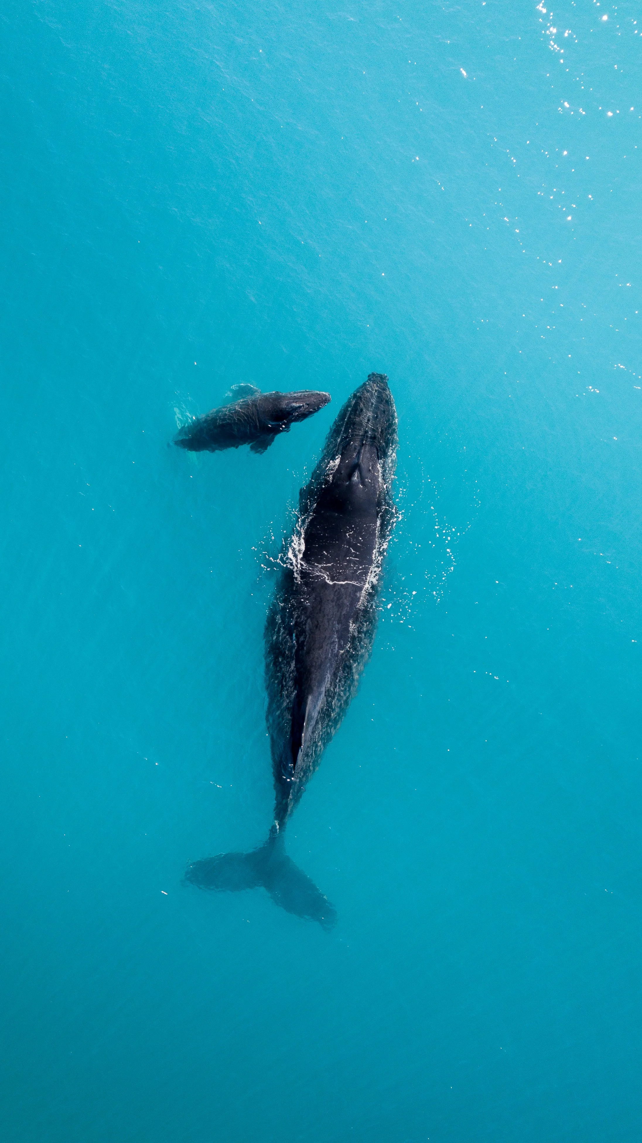 Whales in the Whitsundays, Bowen Queensland