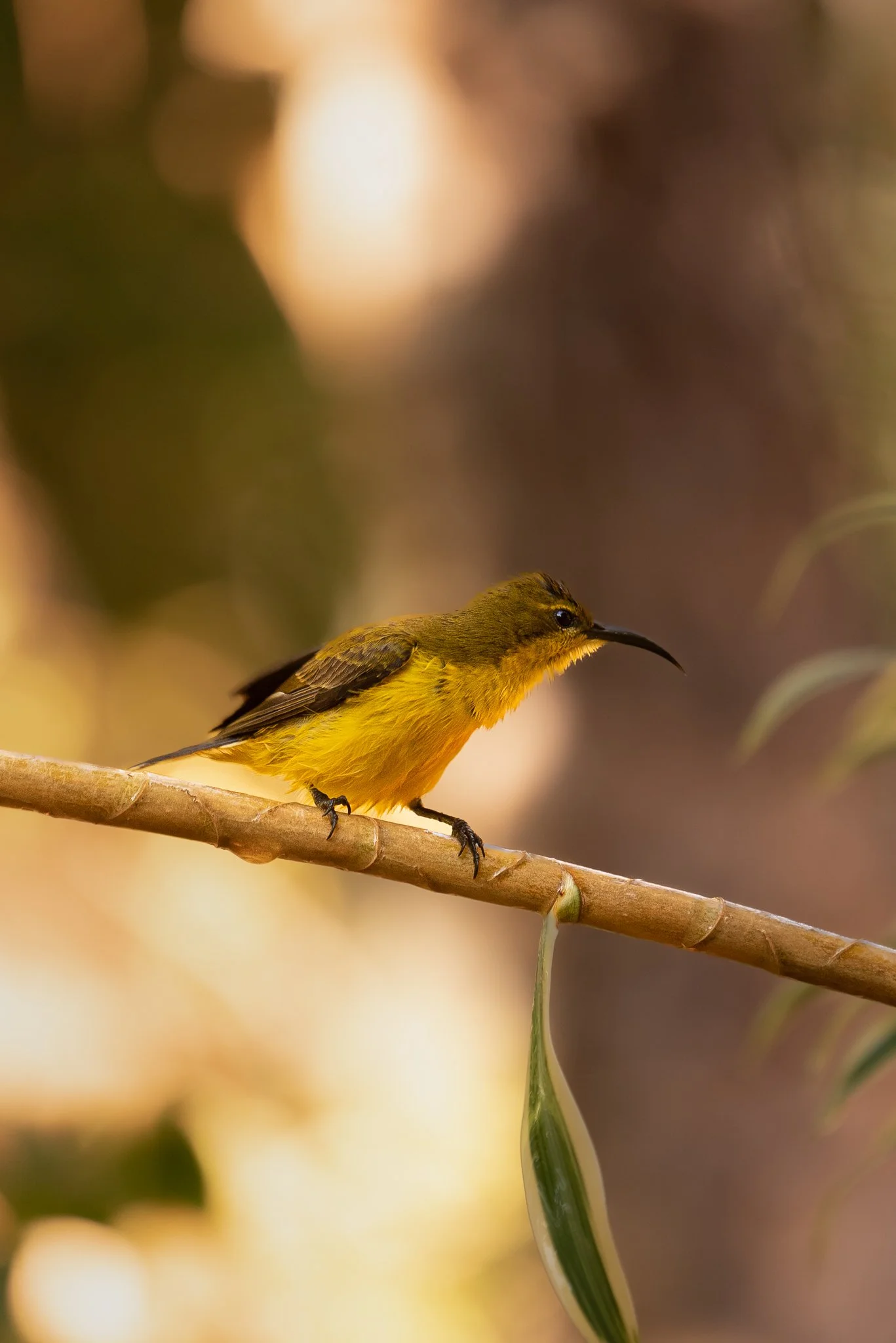 Olive Back Sunbird