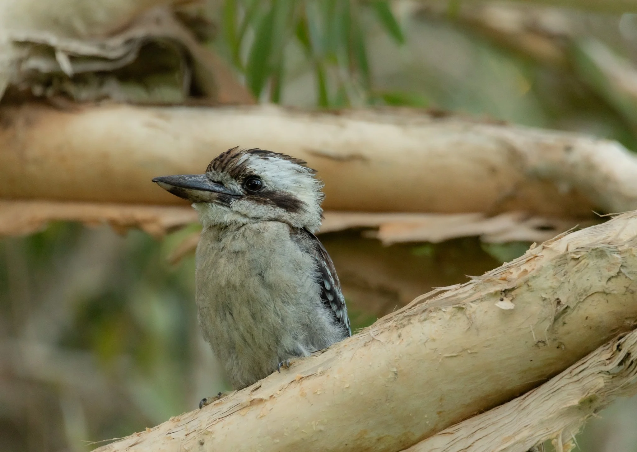 Laughing Kookaburra, Bowen Queensland