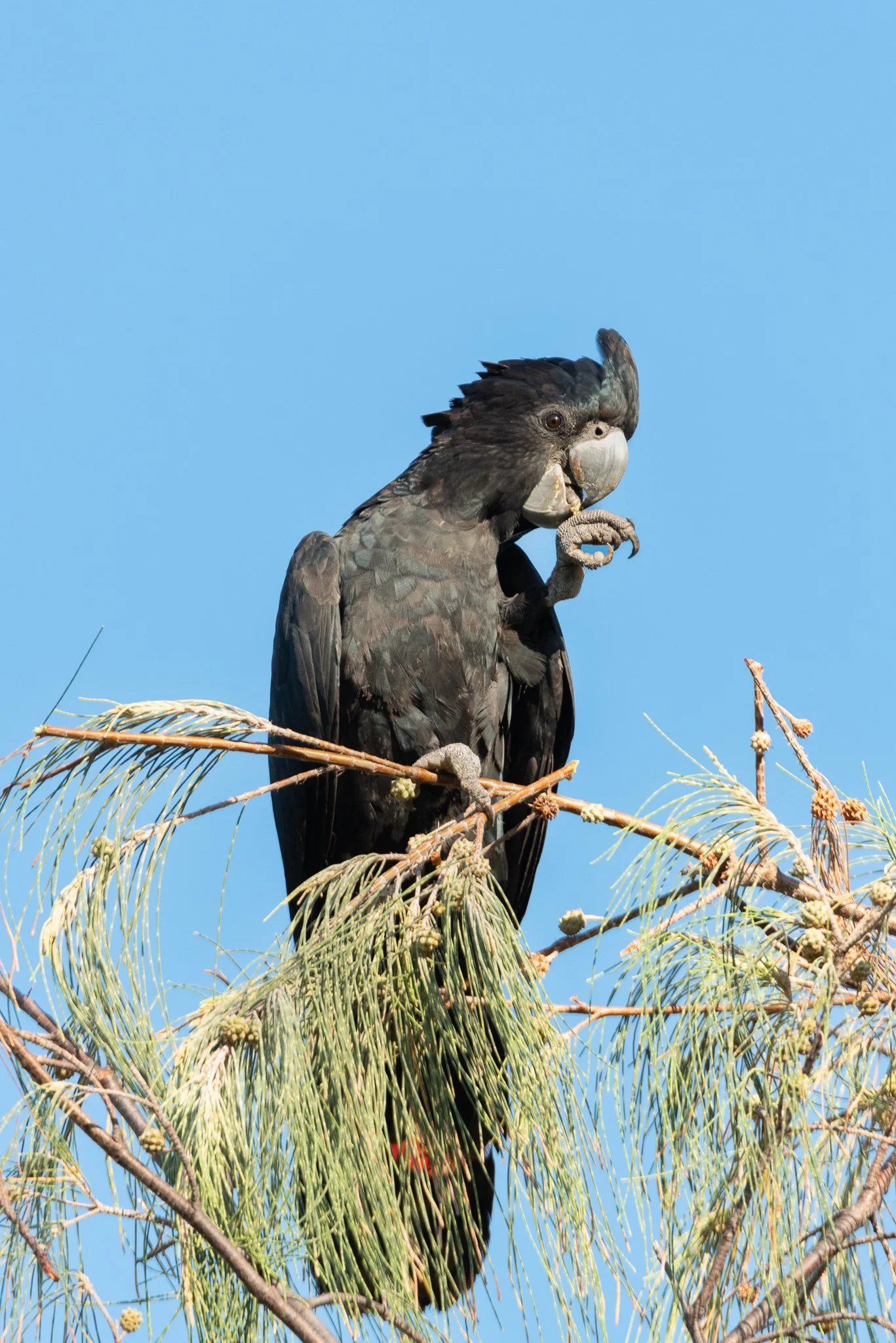 Red Tailed Black Cockatoo