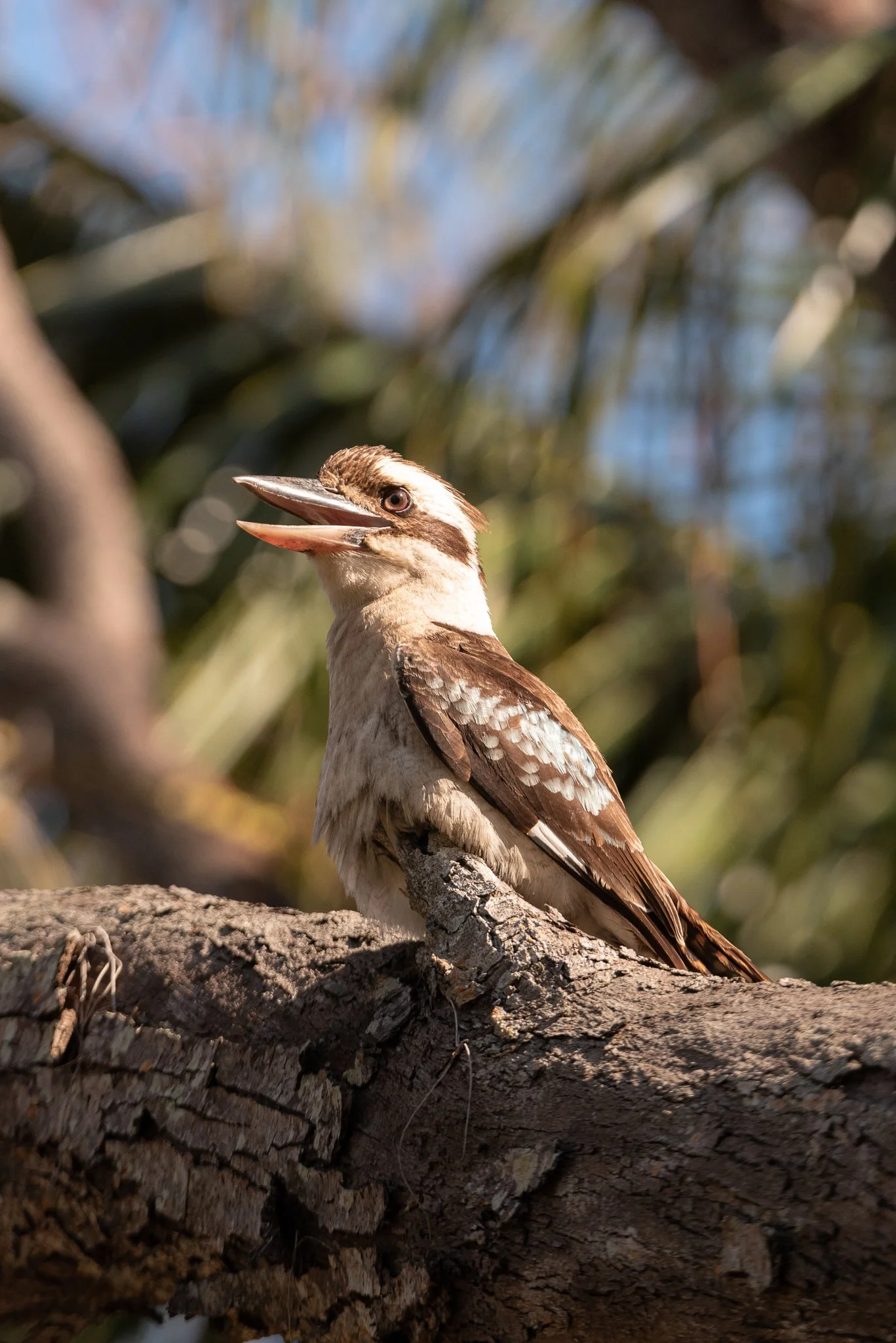 Laughing Kookaburra