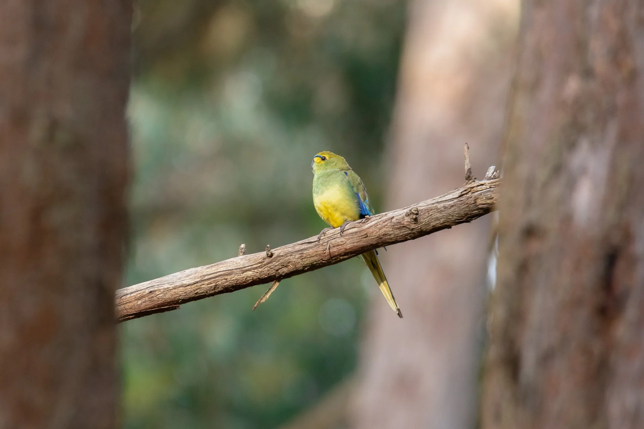 Blue Winged Parrot