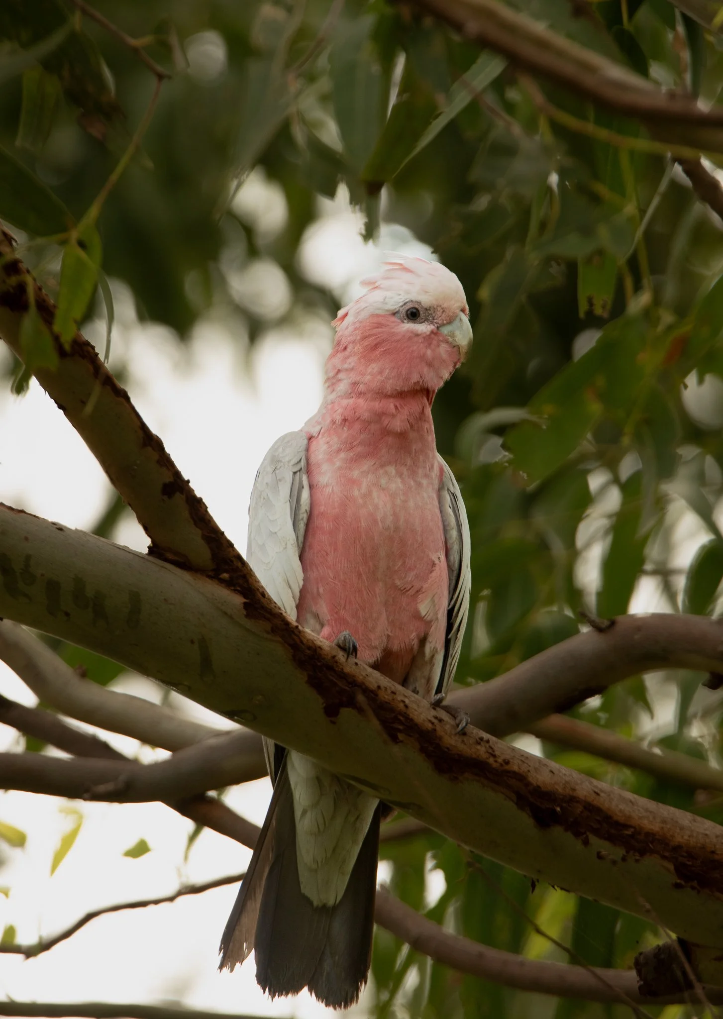 Galah