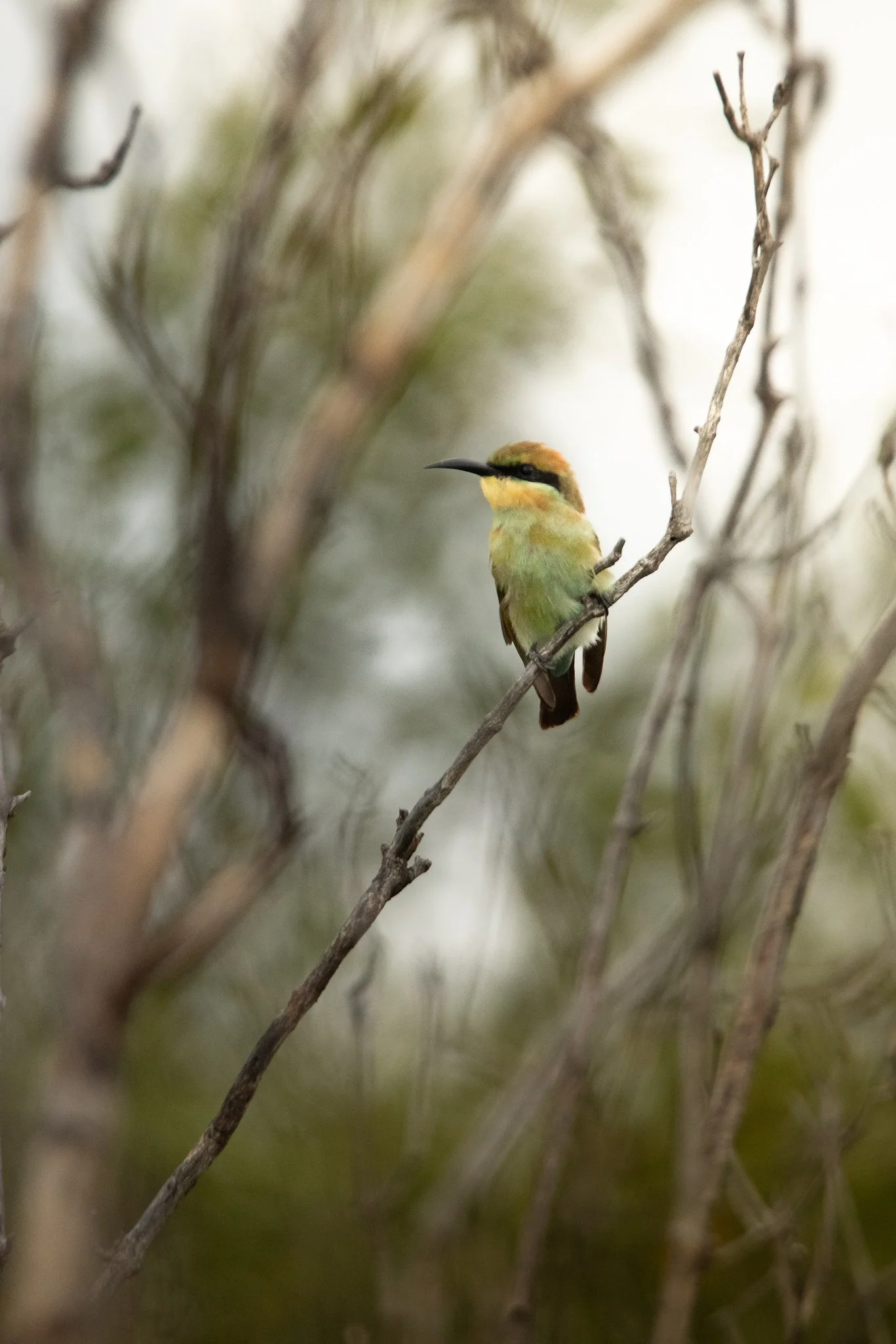 Rainbow Bee Eater