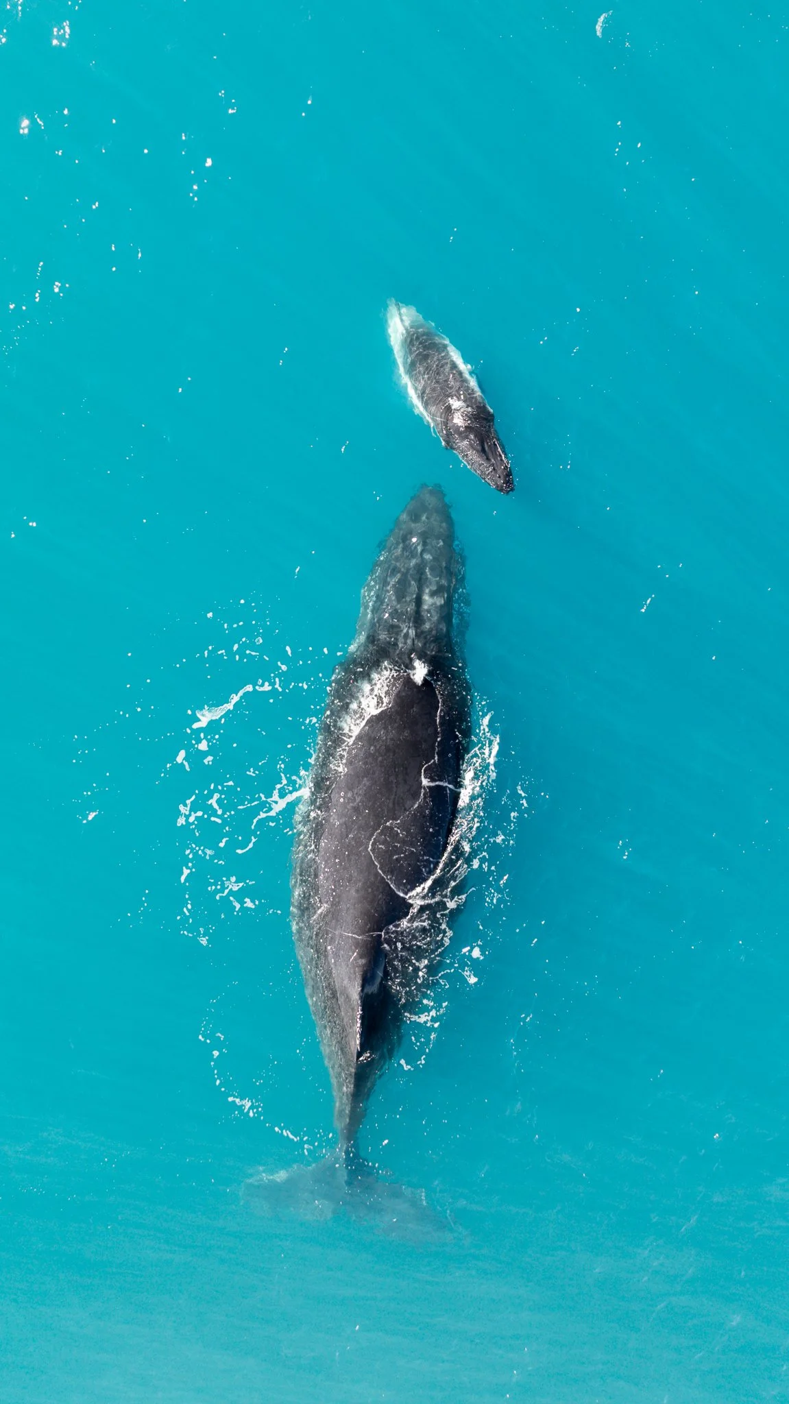 Whale, Bowen, Queensland
