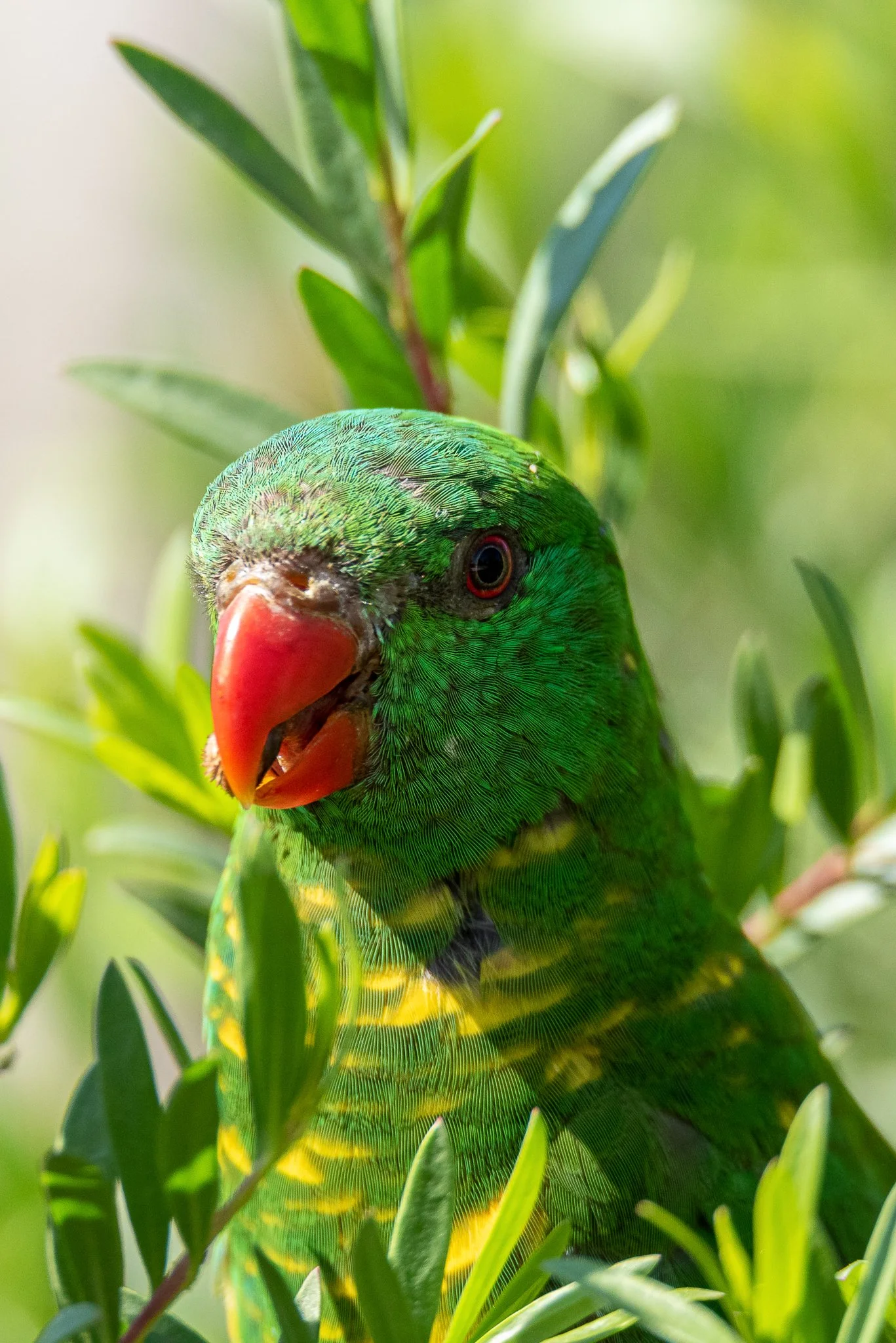 Scally Lorikeet