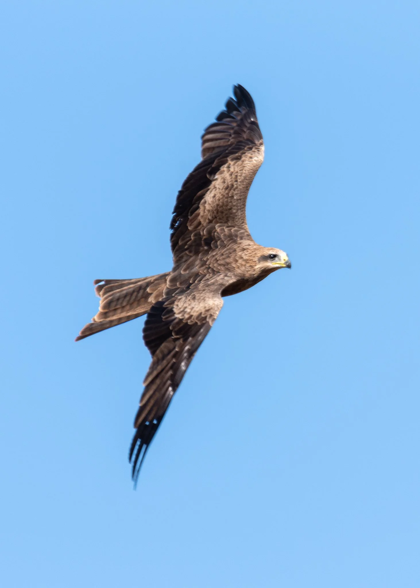Whistling Kite