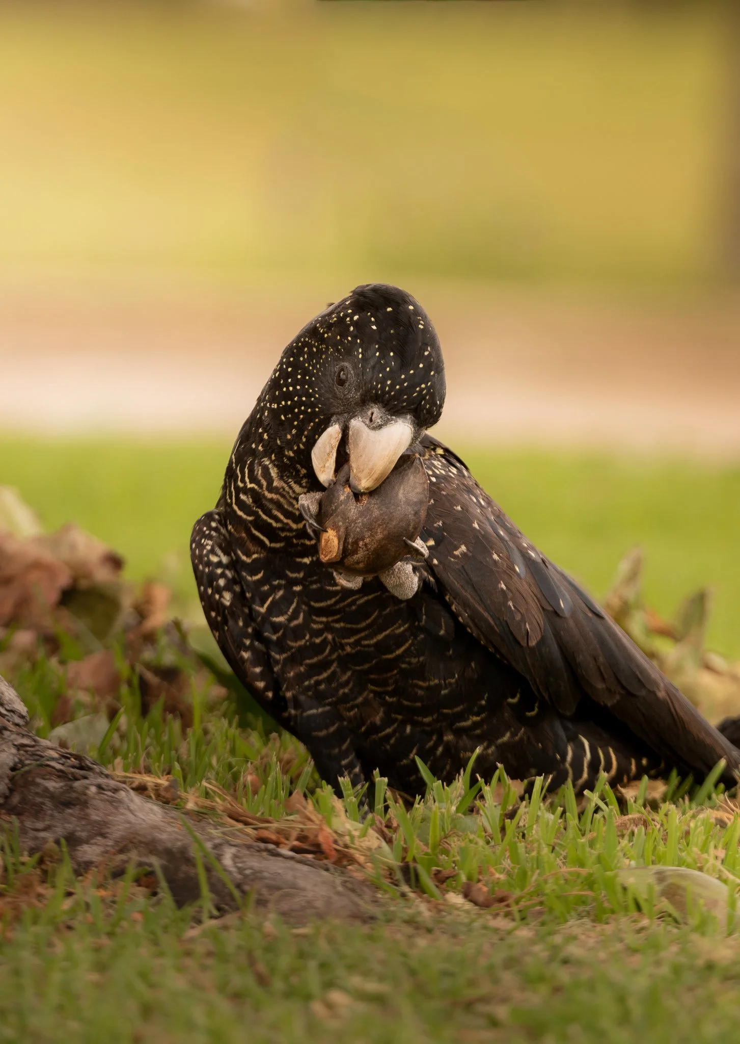Red Tailed Black Cockatoo