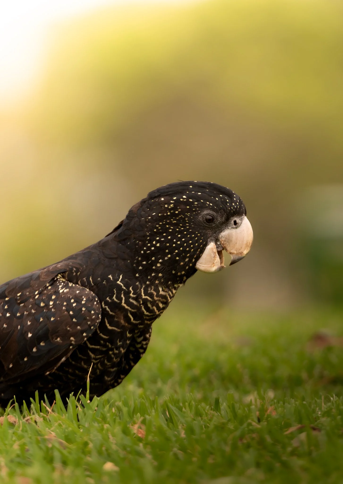Red Tailed Black Cockatoo