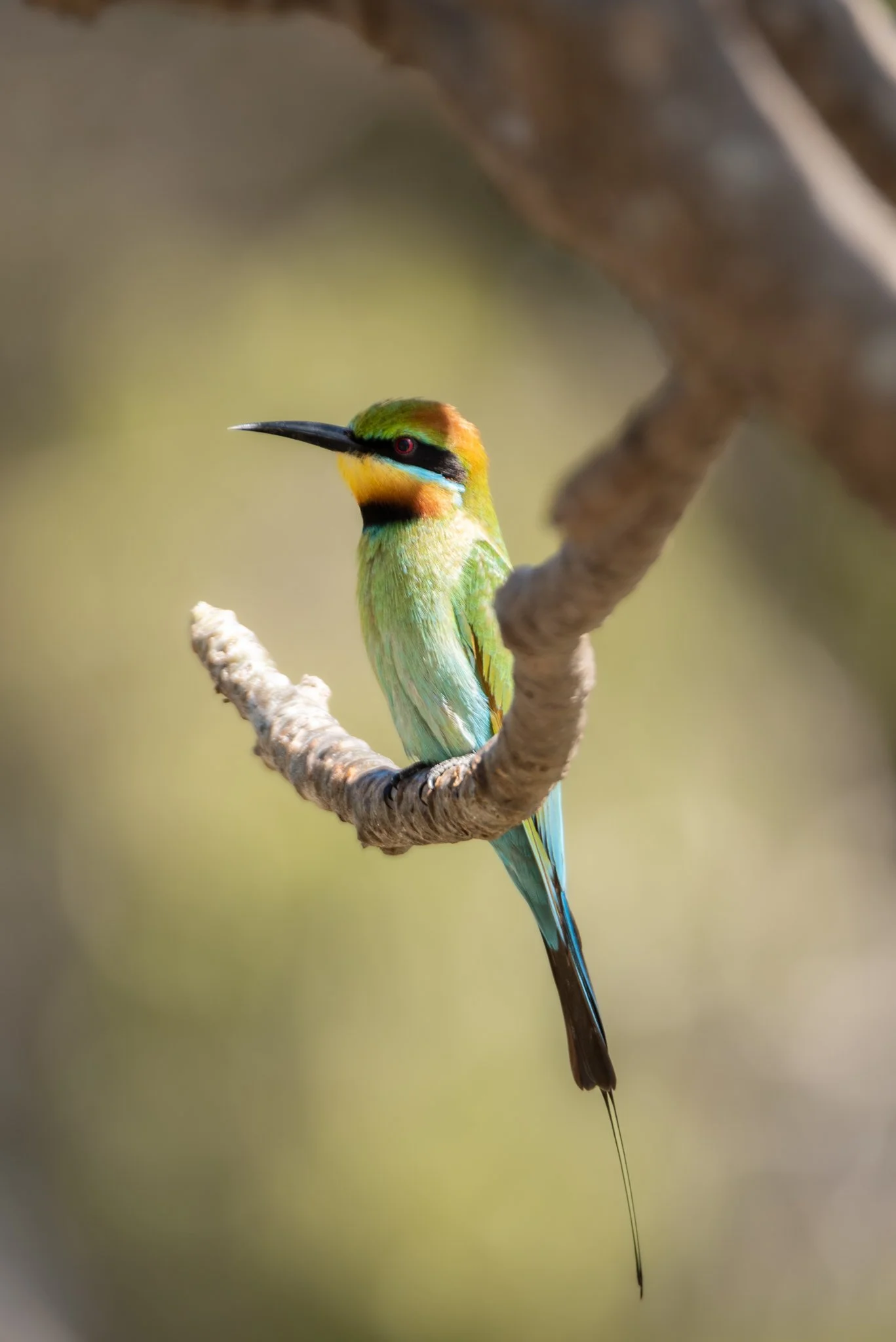 Rainbow Bee Eater