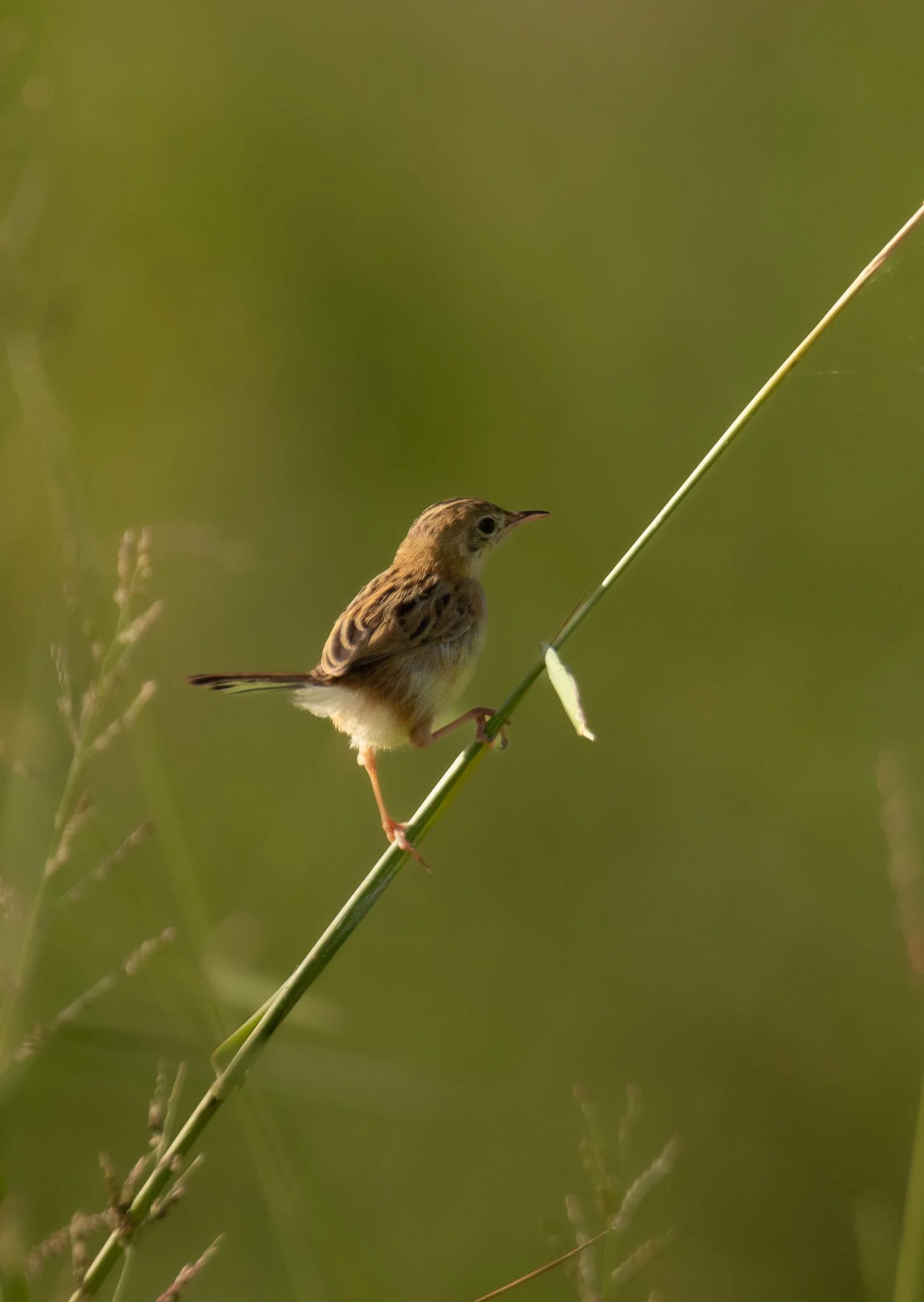 Little Grassbird, Bowen Queensland