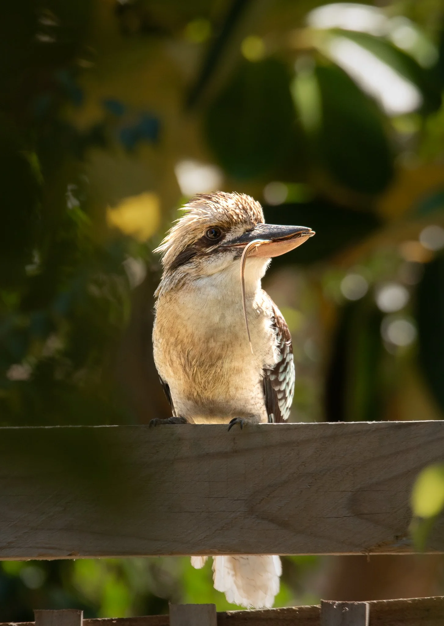 Laughing Kookaburra