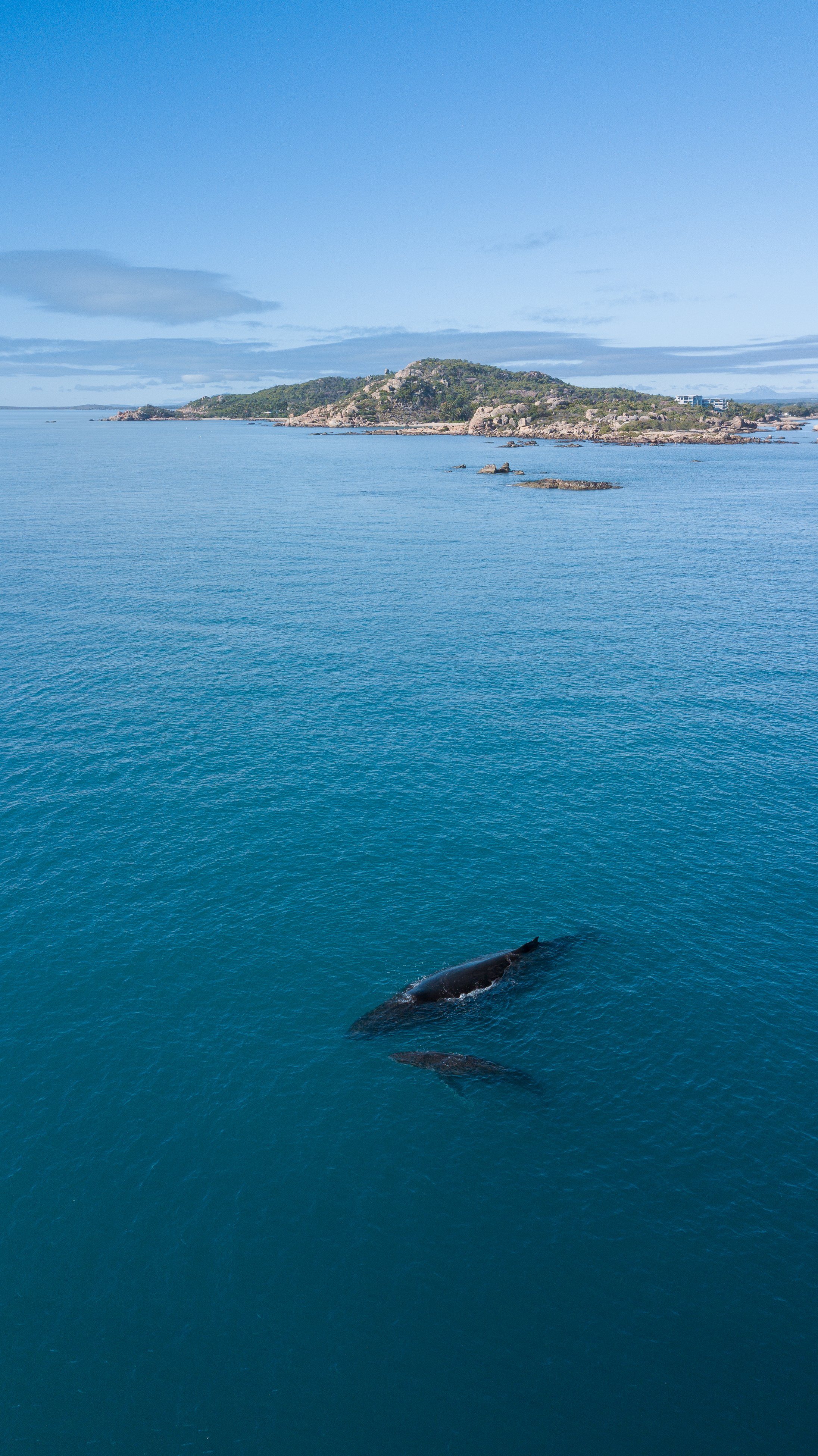 Whales in the Whitsundays, Bowen Queensland