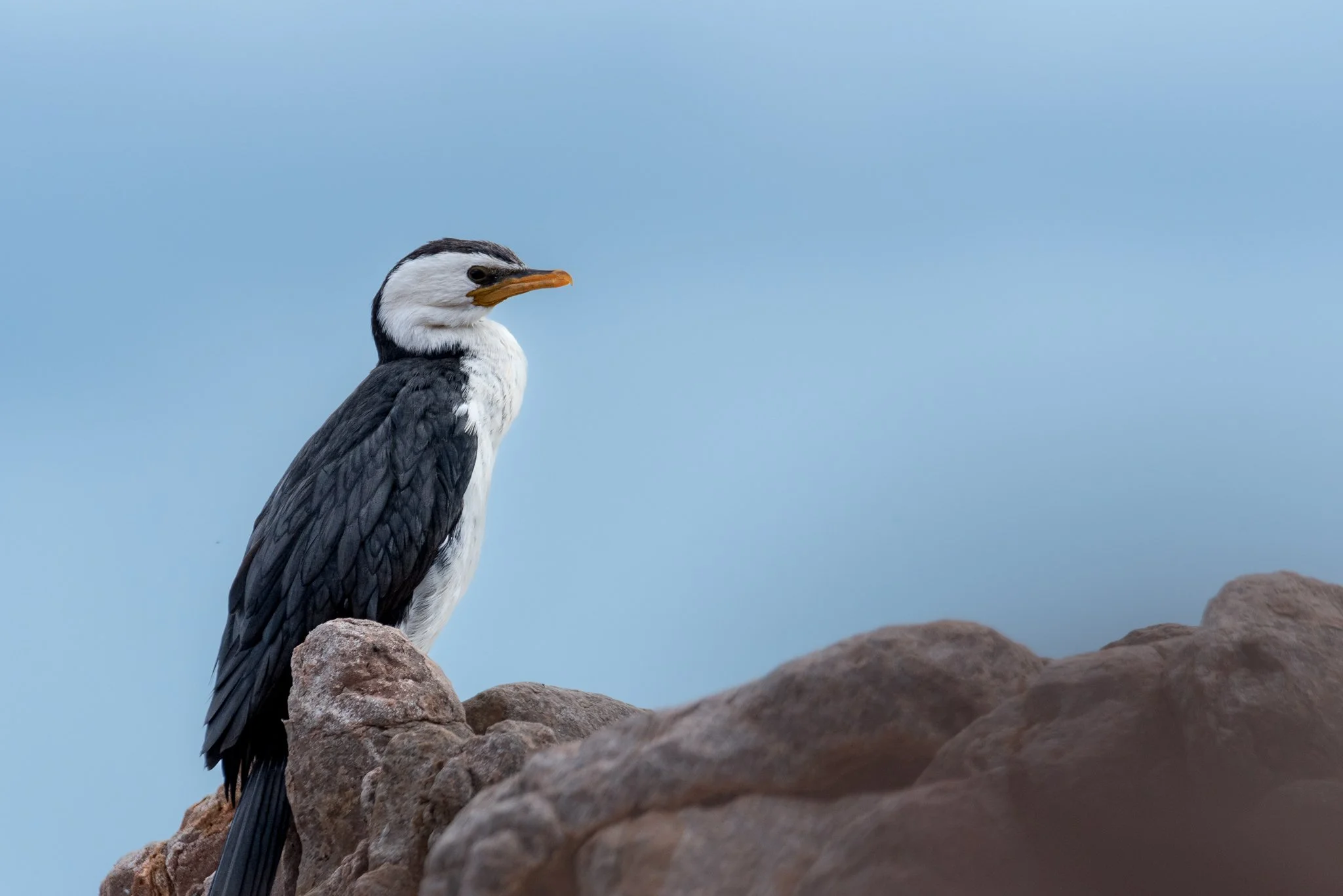 Little Pied Cormorant