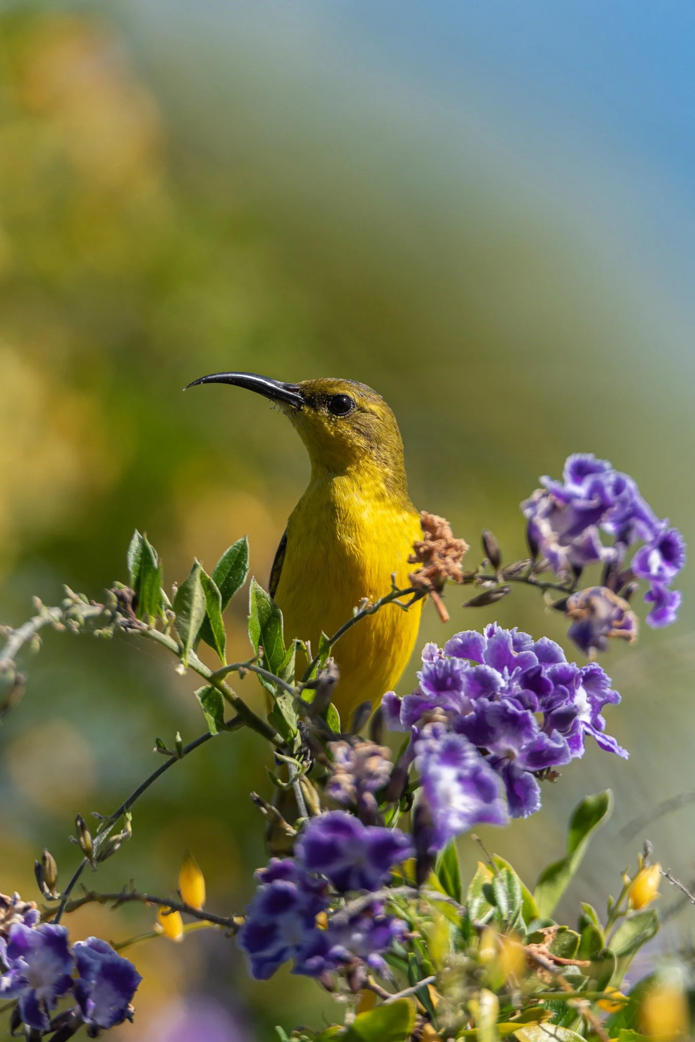 Olive backed Sunbird