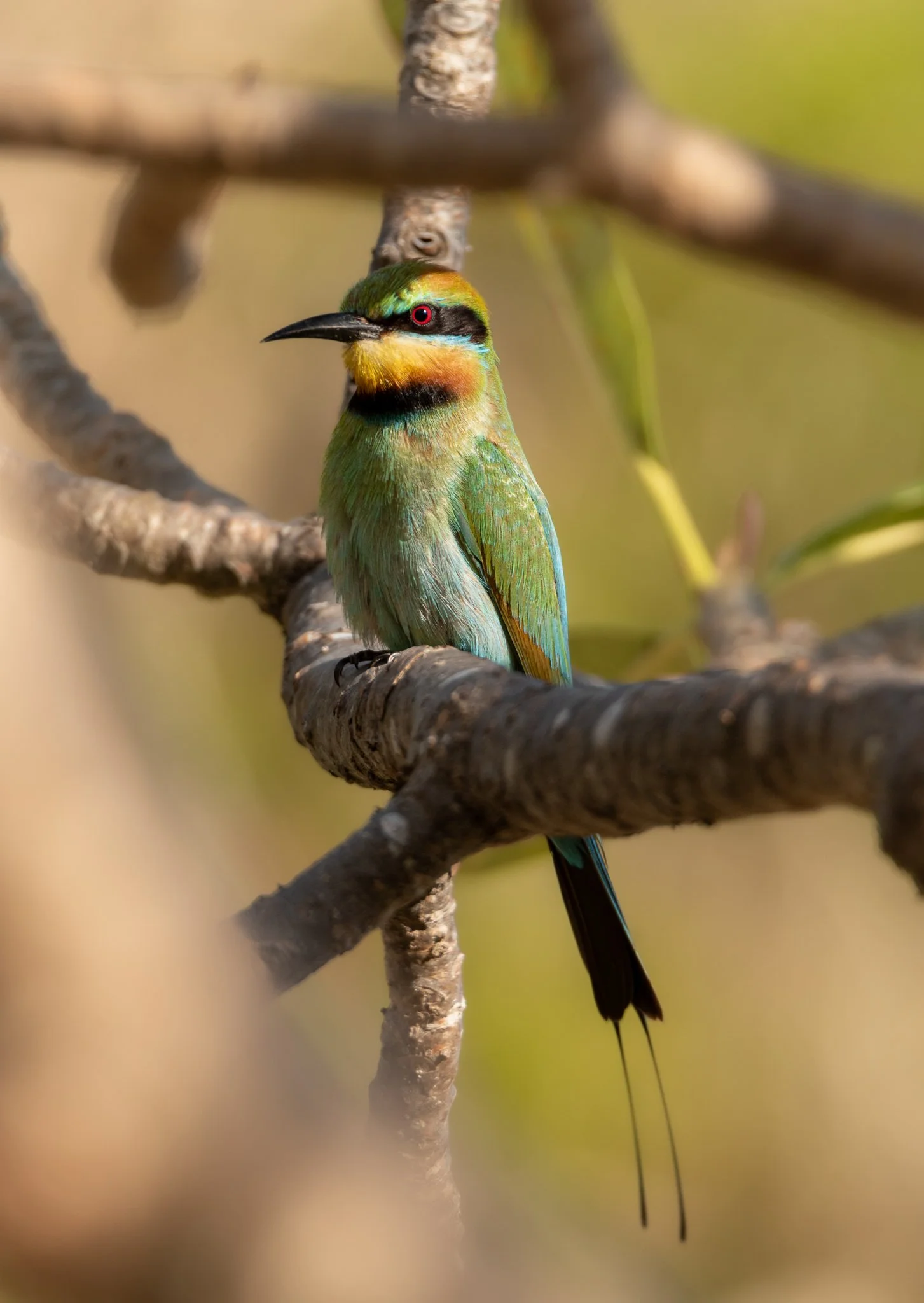 Rainbow Bee Eater