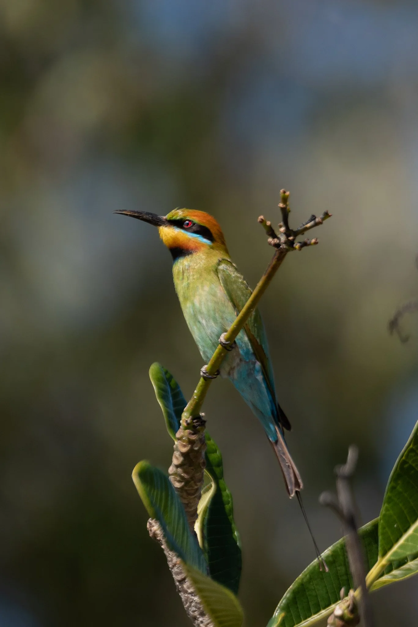 Rainbow Bee Eater