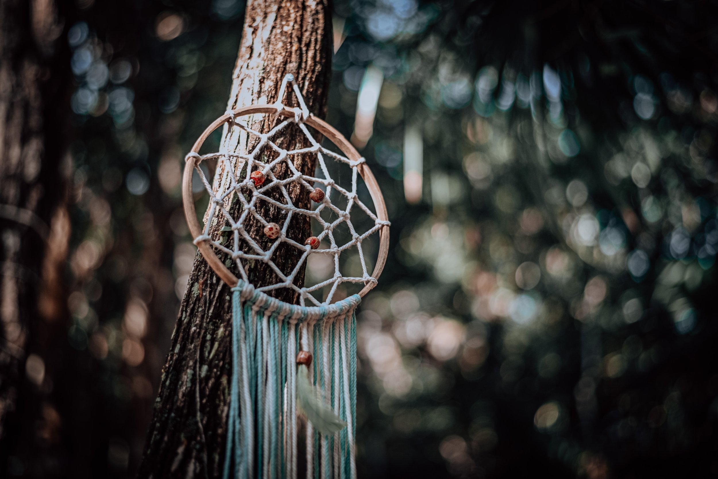 A dreamcatcher hanging on a tree in a forest setting with sunlight filtering through leaves.