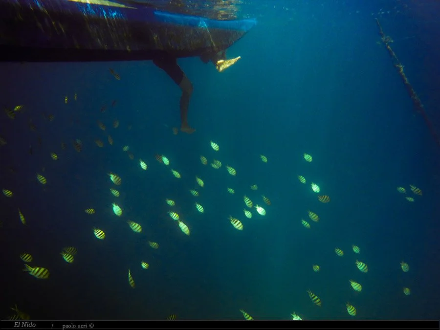 A person sticking their legs out from underneath a boat in the water, surrounded by small yellow and black striped fish swimming underwater.