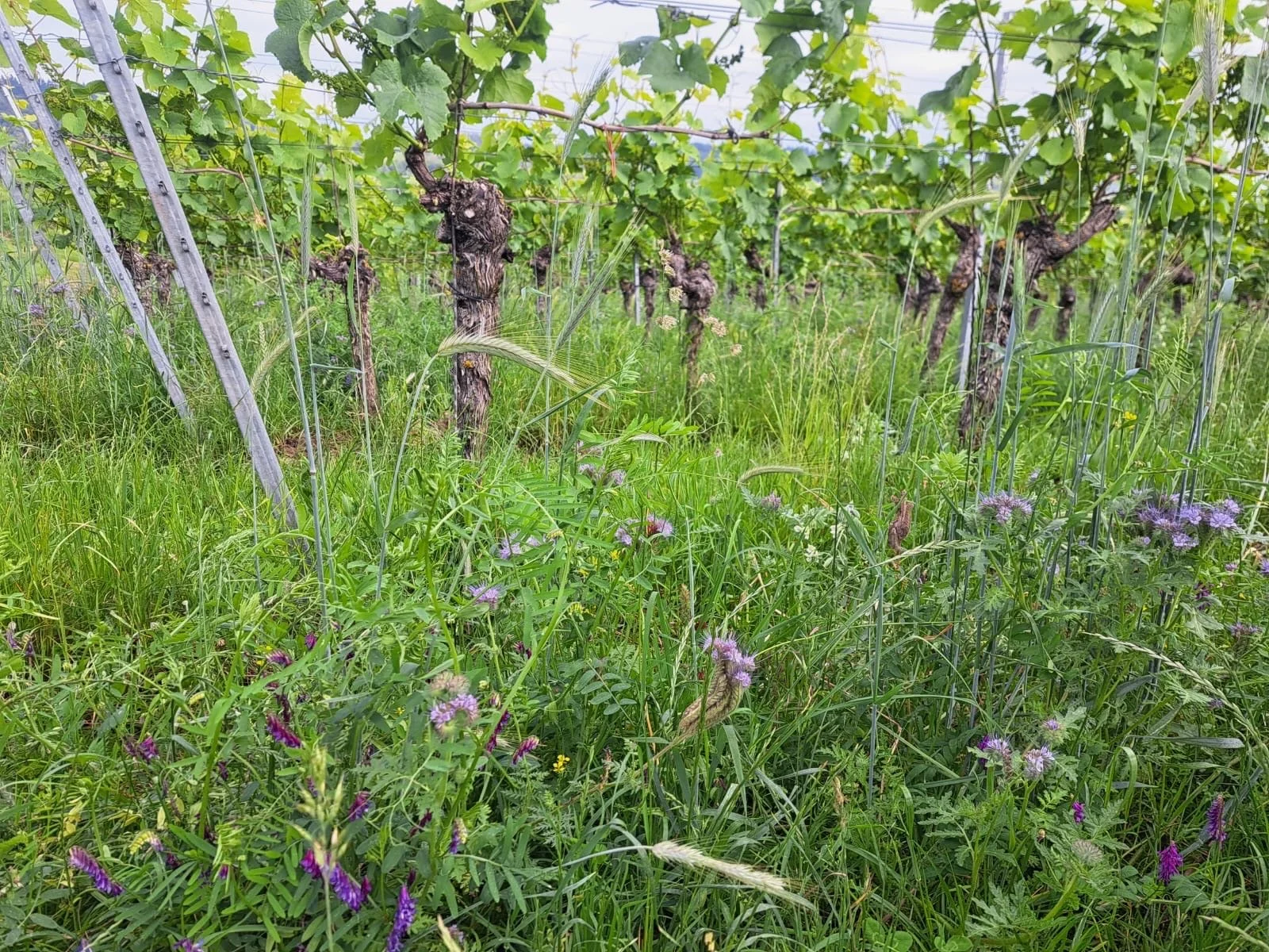  GRÜNDUNGSPFLANZEN ALS CO2 SPEICHER  