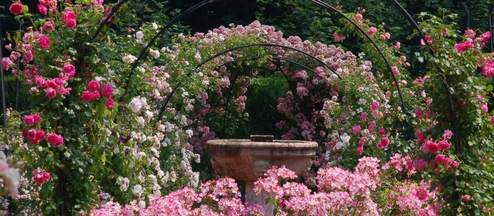 Ça se passe dans la région: Journées de la Rose au Domaine de Chaalis