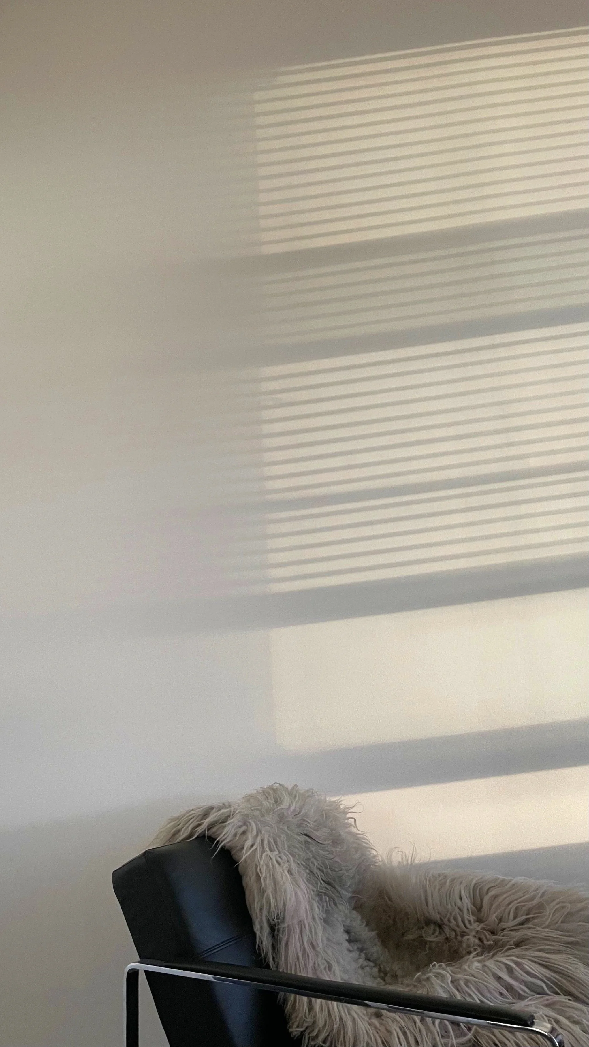 A fluffy, light-colored dog lying on a black office chair with a white wall and window blinds in the background.Residential interior design project in Scotland - Interior Designer Scotland - Interiors 