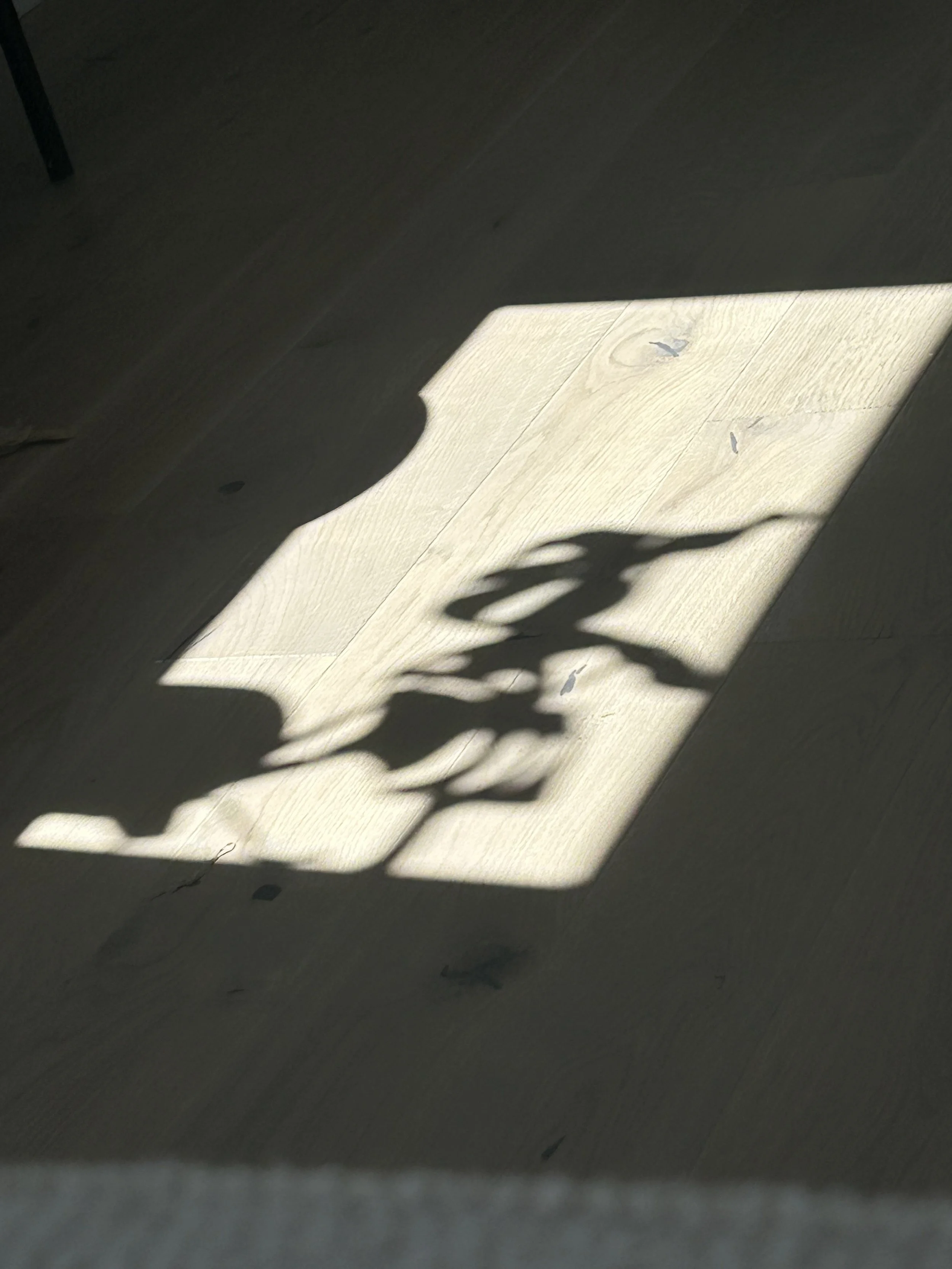 Shadow of a plant cast on a light-colored wooden floor with a rectangular pattern of sunlight.Residential interior design project in Scotland - Interior Designer Scotland - Interiors 