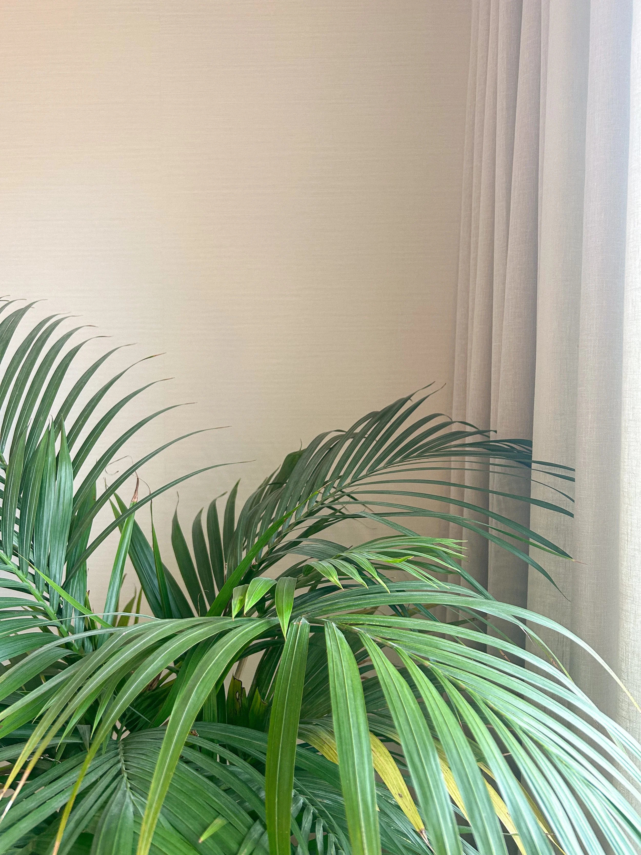 Indoor scene with green houseplant and beige curtains.Residential interior design project in Scotland - Interior Designer Scotland - Interiors 