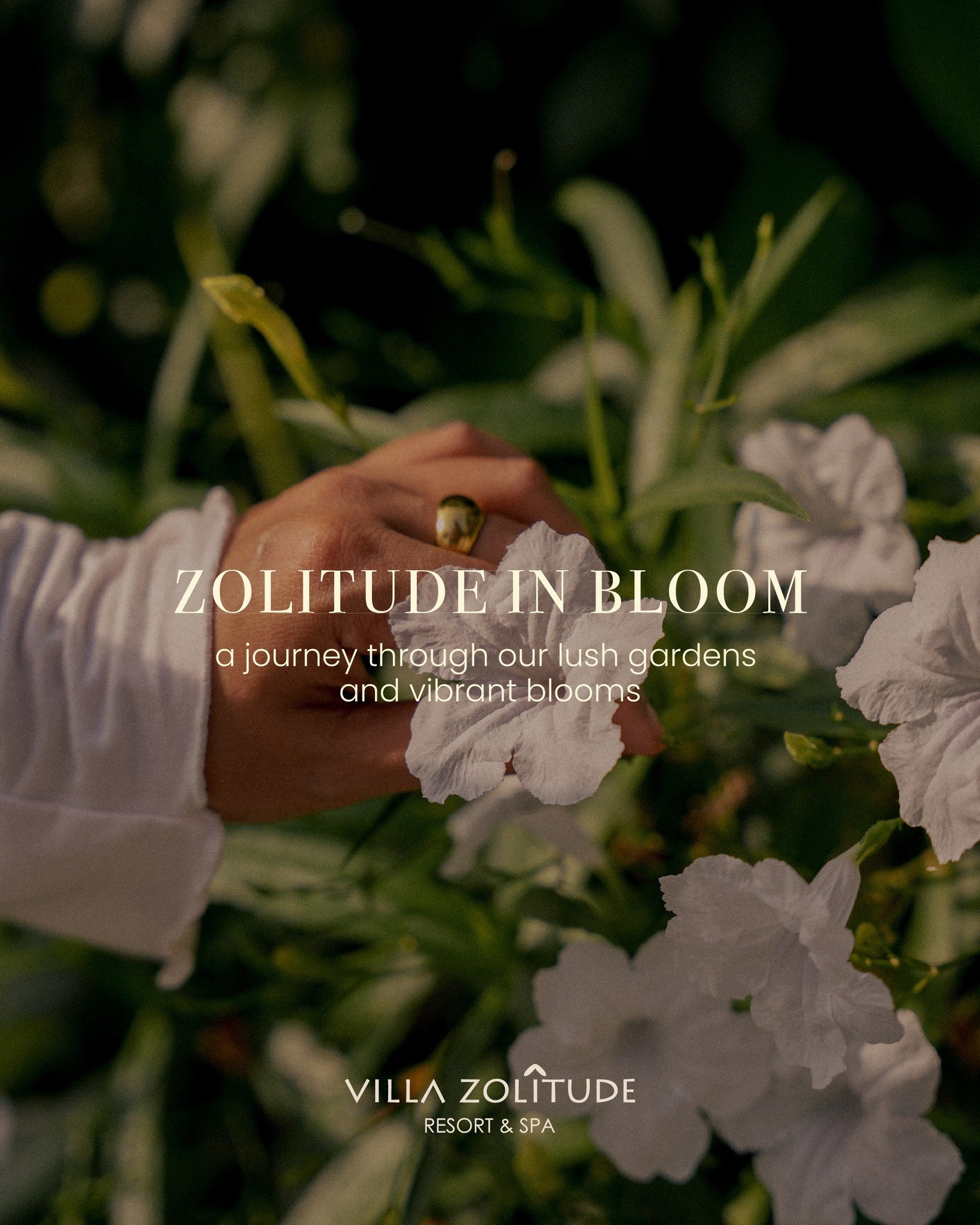 A floral dream come to life as nature is puts on its best show at Villa Zolitude. Take a walk to witness the beauty of these stunning blooms 🌹

-

Book Now for Perfect Escape
📞(+66) 76 521 333
✉️ rsvn@villazolitude.com
🌐 Link in Bio
📍Villa Zolitu