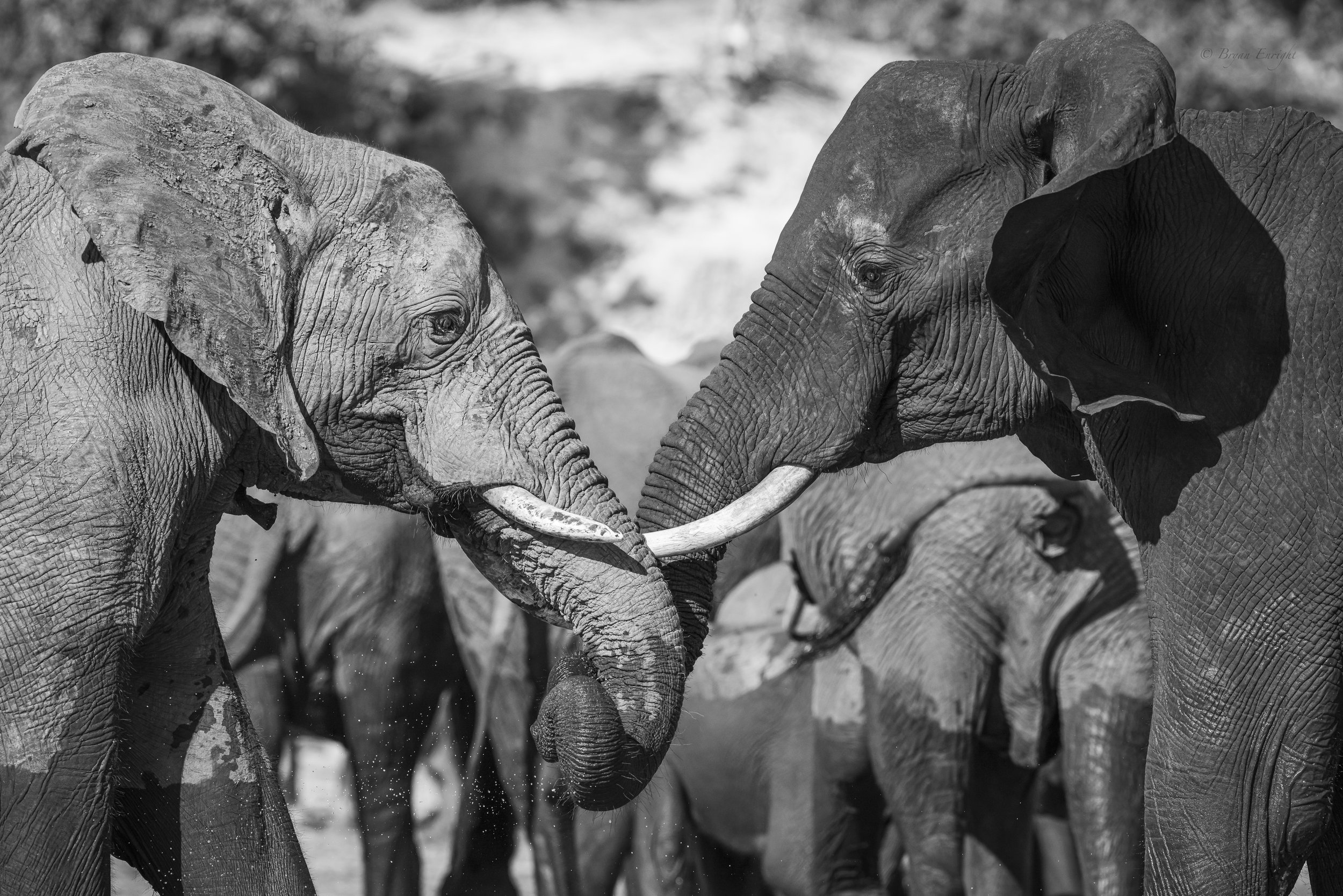 Elephant Brothers2.jpg
