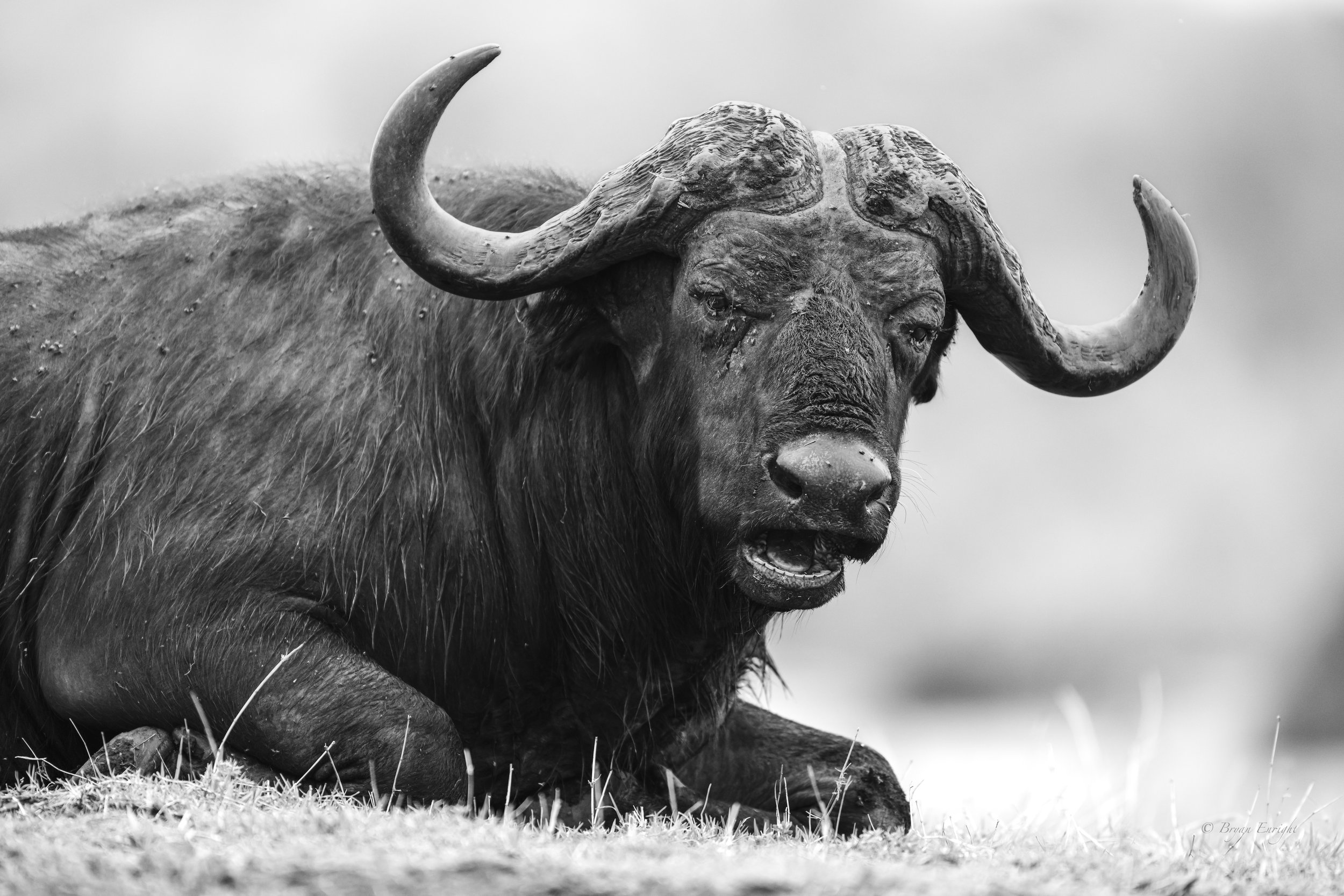 Buffalo.jpg