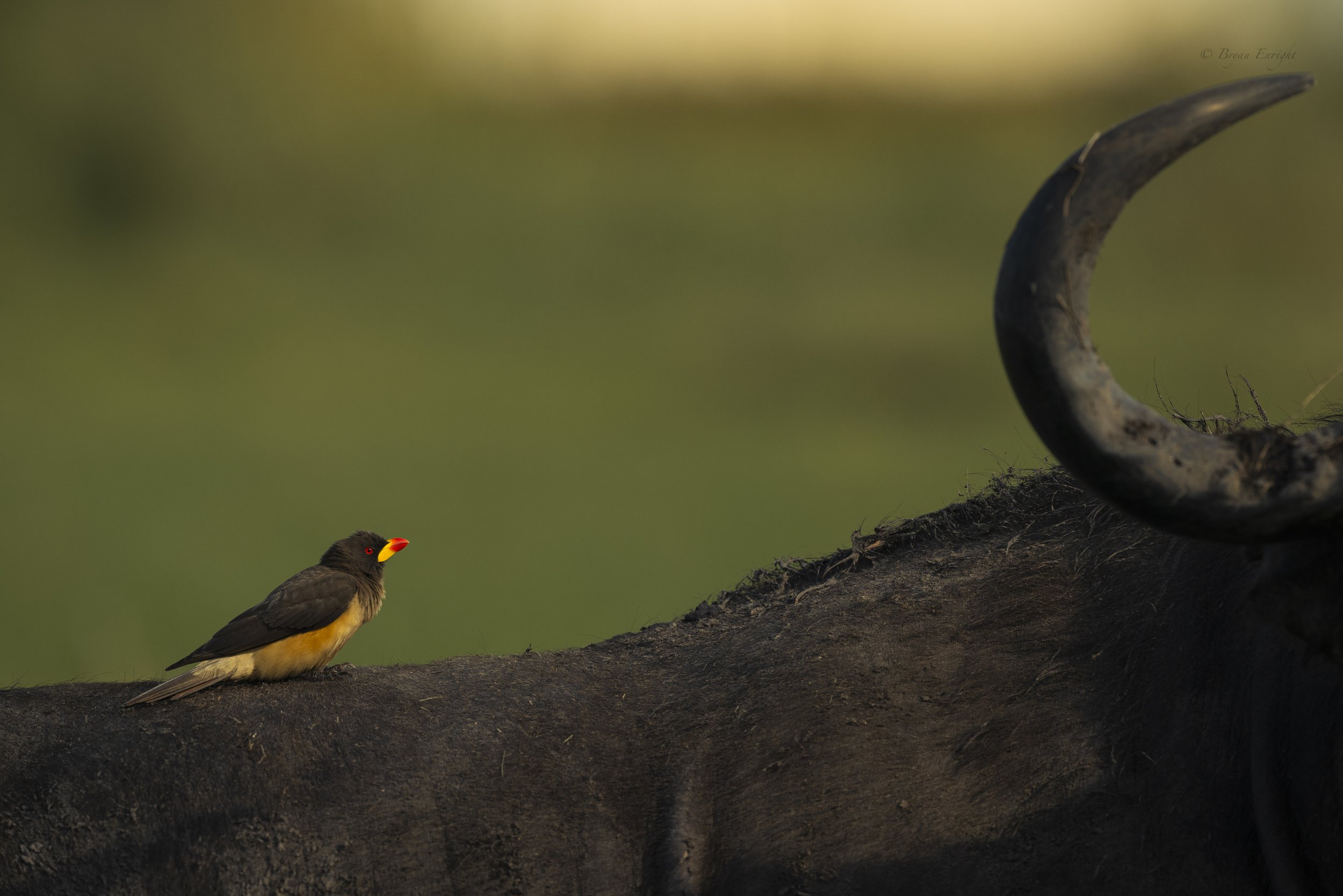 Buffalo & Oxpecker2.jpg