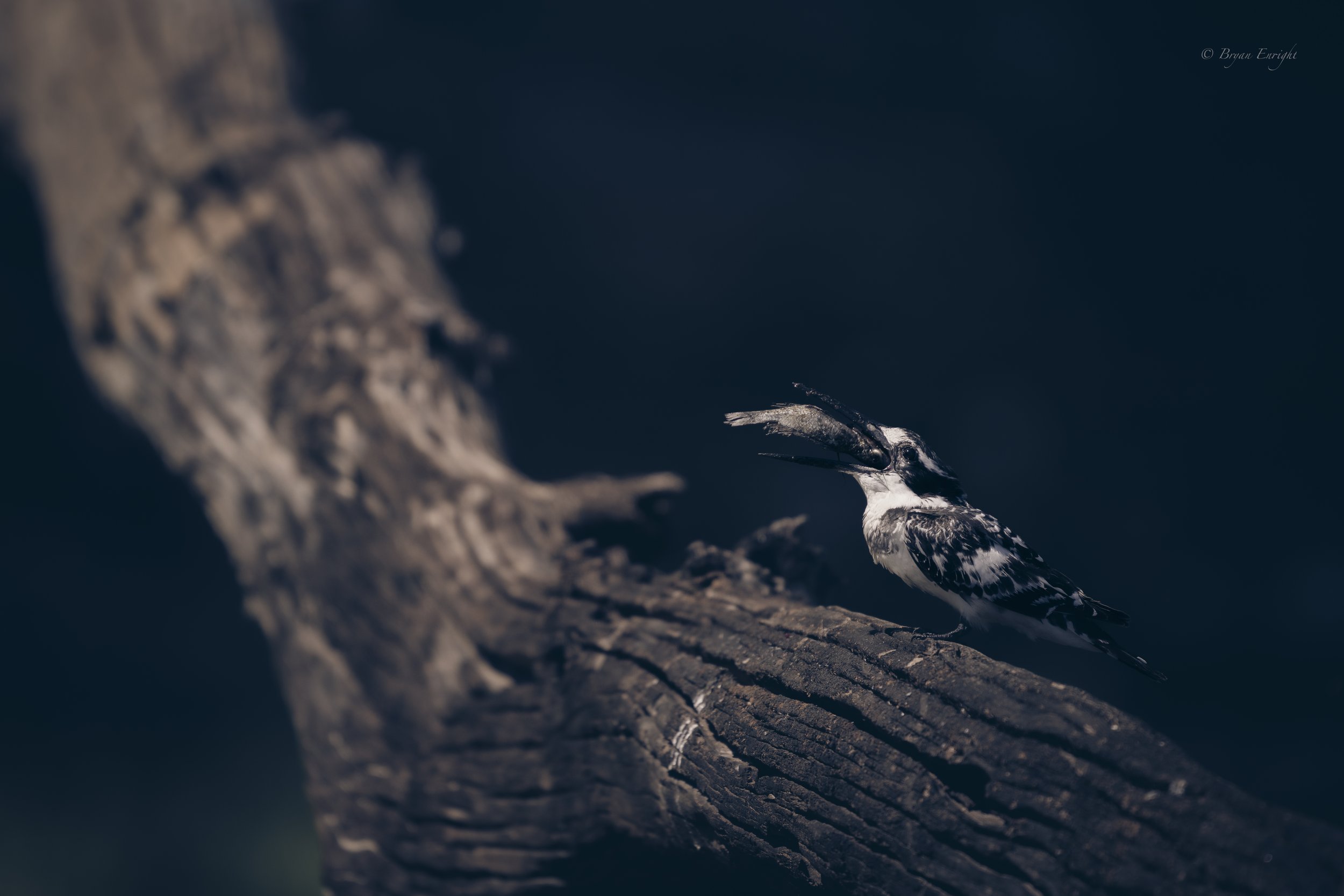 Pied Kingfisher with Fish.jpg