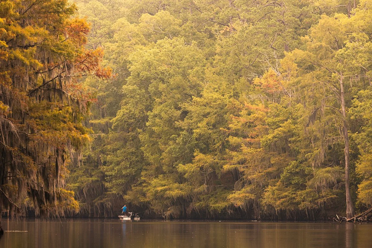 man fishing on Caddo Lake around golden cypress trees