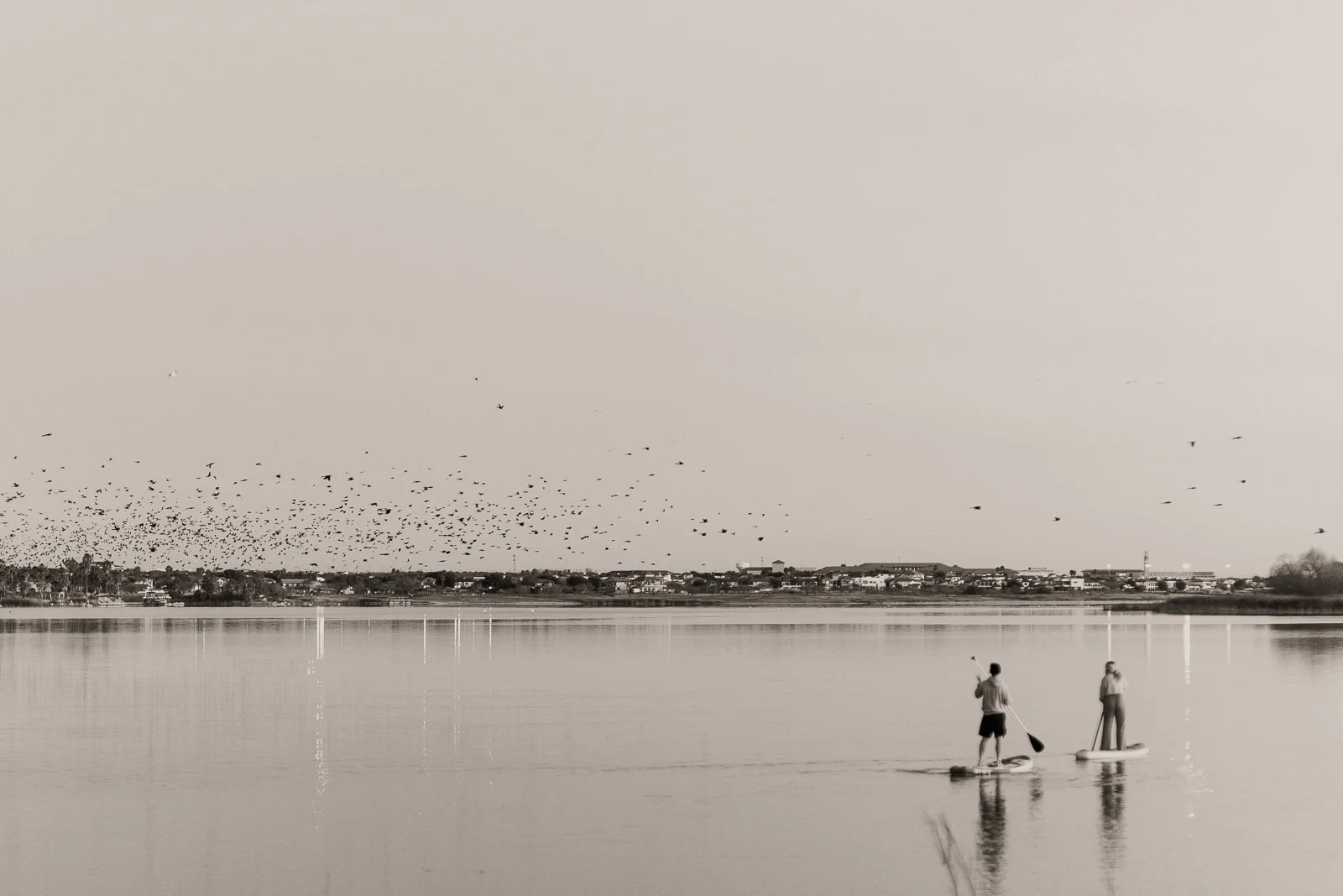 A huge flock of birds beginning to fly from an island in the middle of the lake while Sawyer and Nikki paddled that morning.