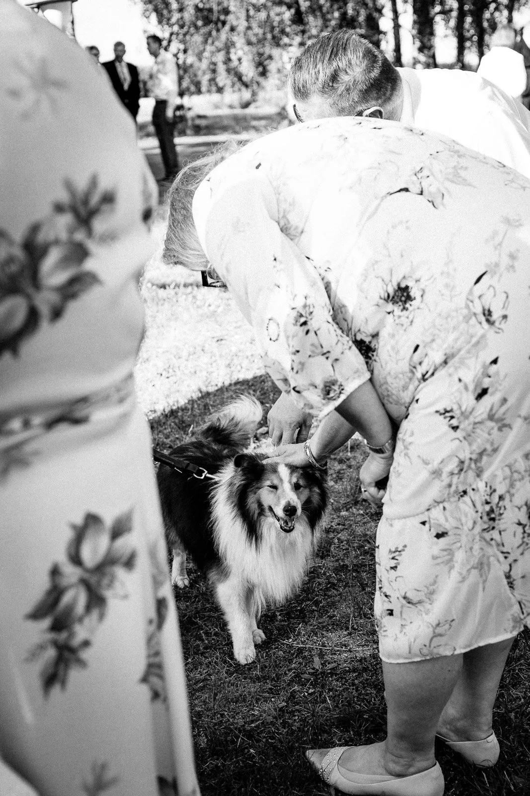 Dokumentaarinen hääkuvaus, koira häissä.