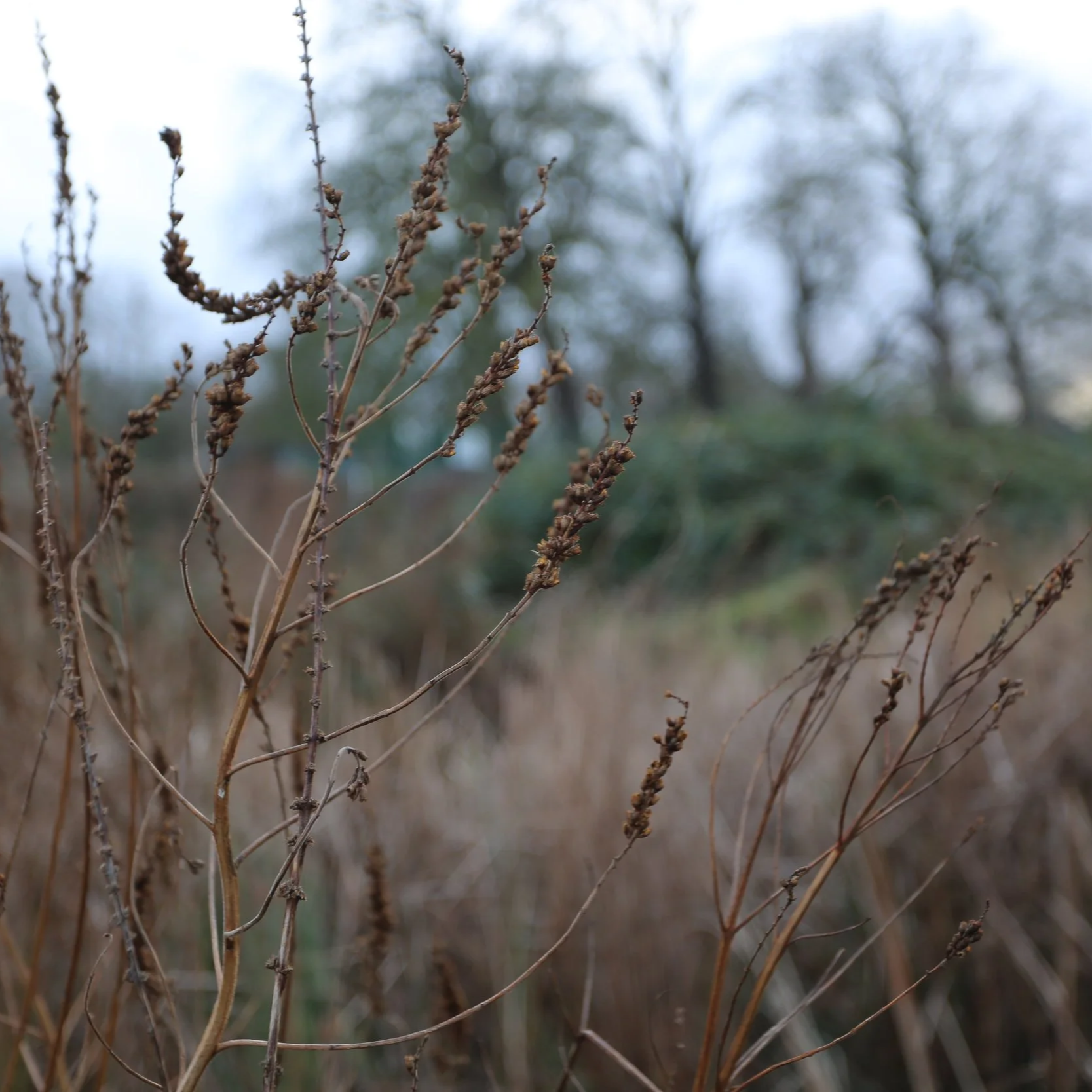 Petiole Foraging & Arrangement Guide