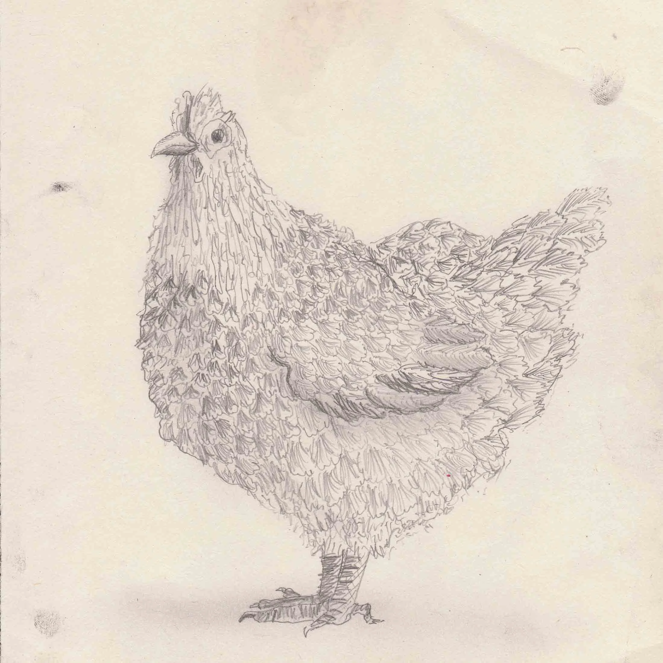 hen draw copy.jpg