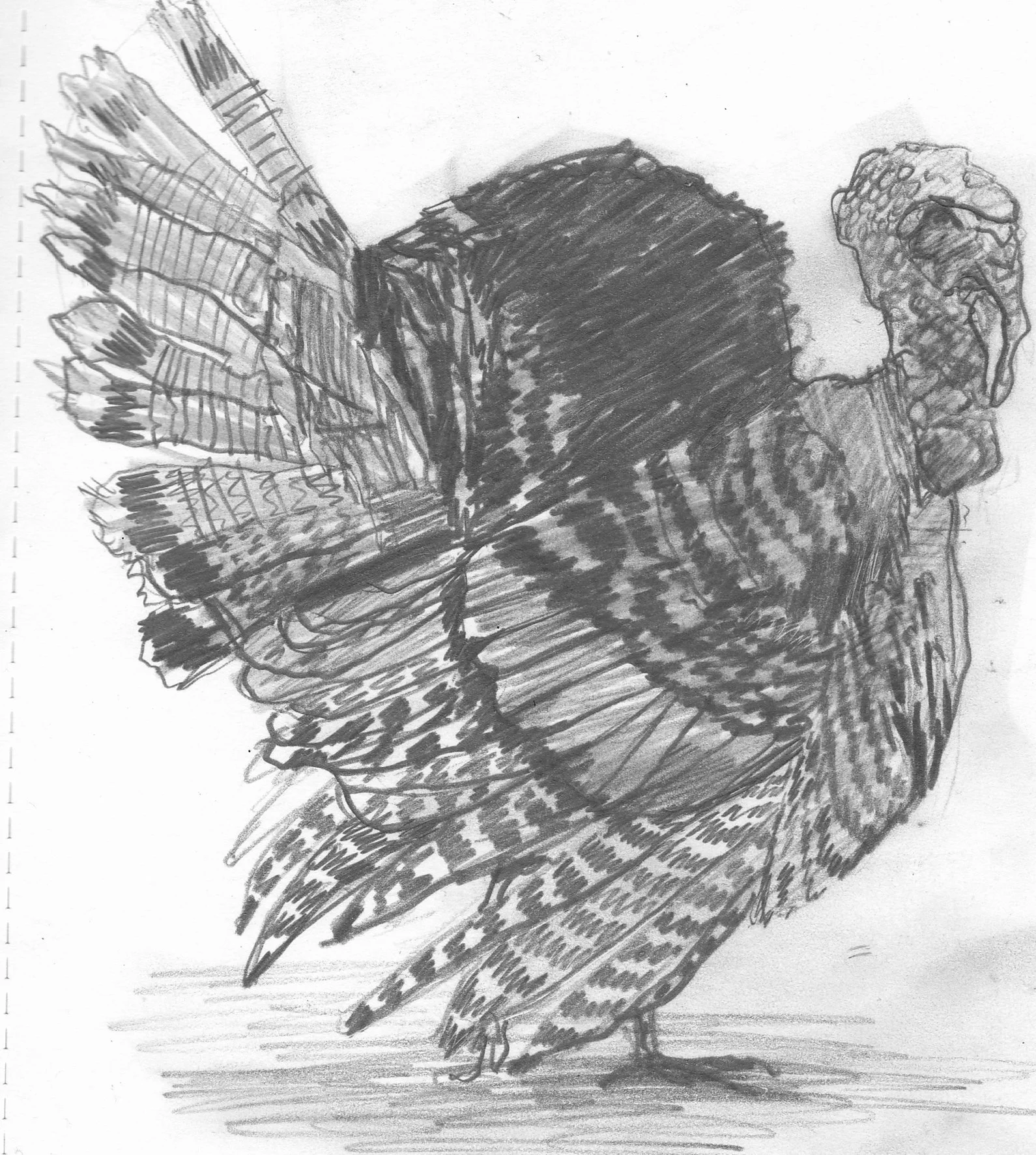 turkey drawing.jpg
