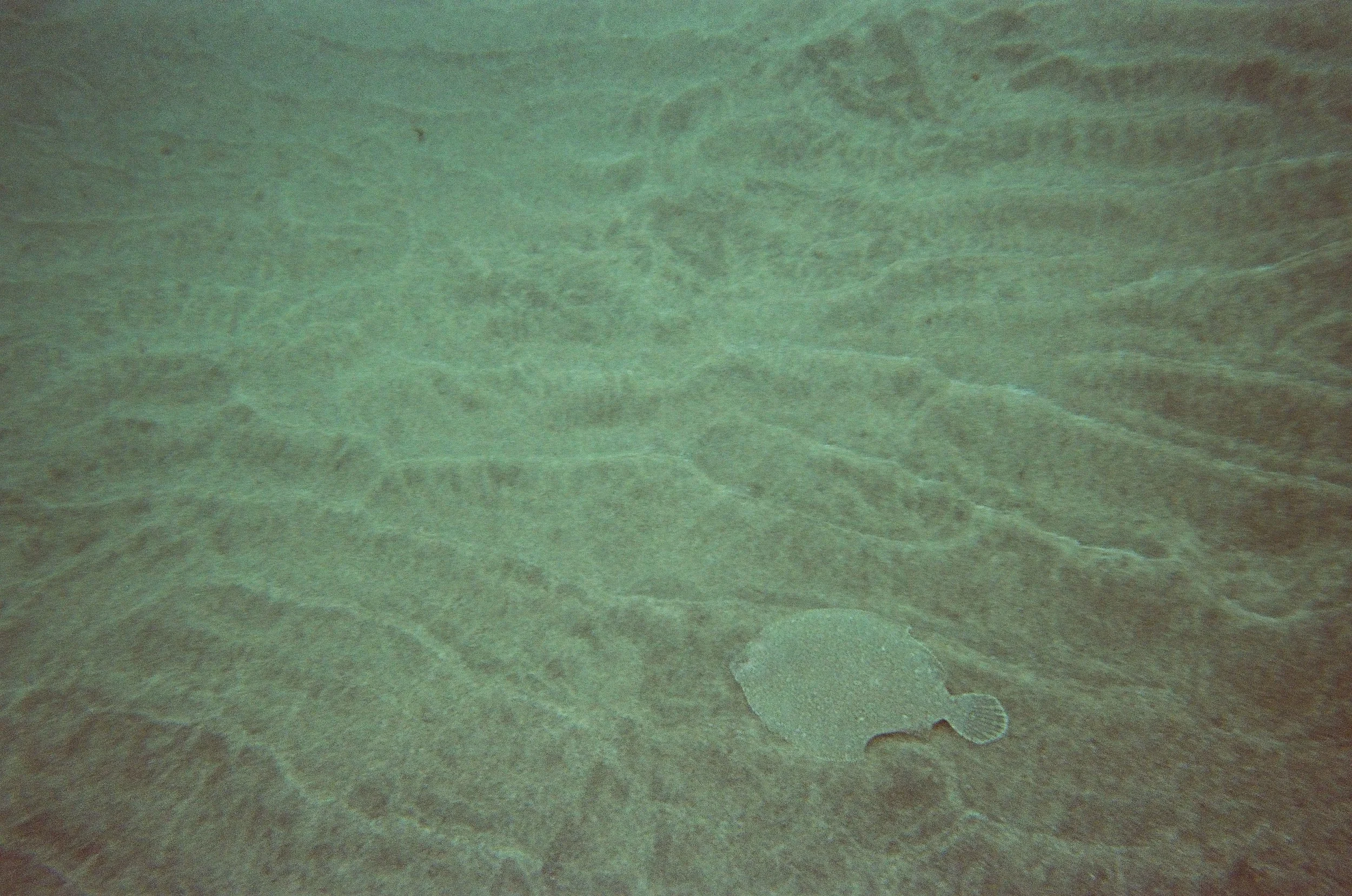 Underwater shot showing a large stingray swimming above the sandy ocean floor with visible ripples and textured sand.