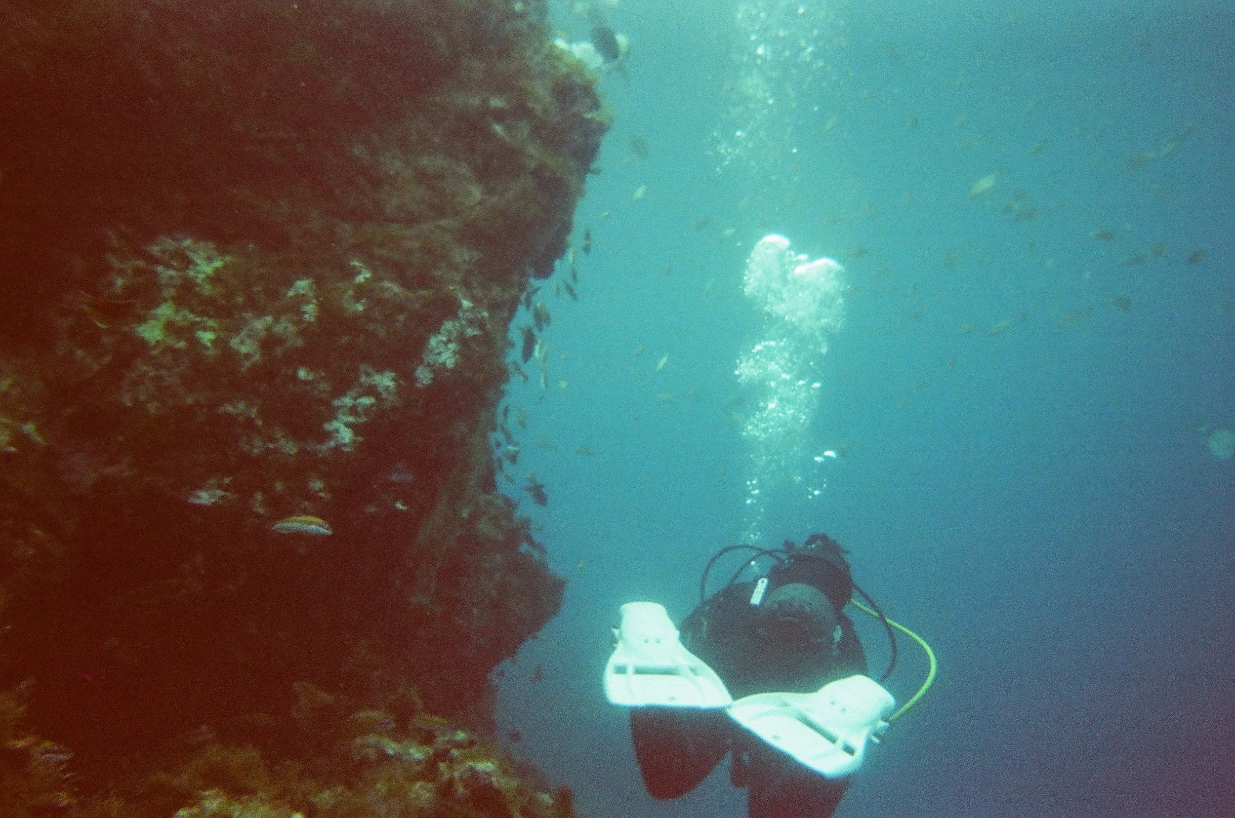 Diver exploring underwater near a coral reef with school of small fish swimming around.