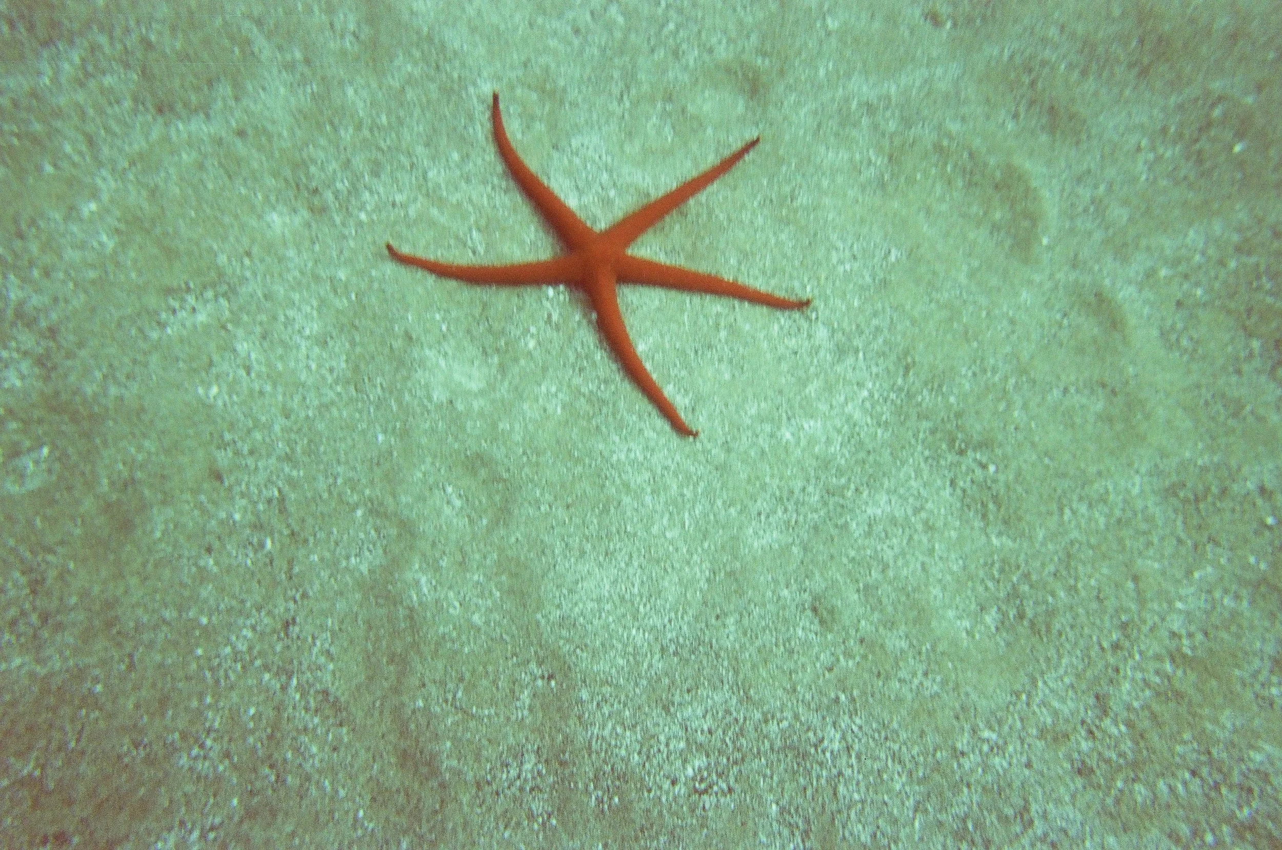 Orange starfish on sandy surface.