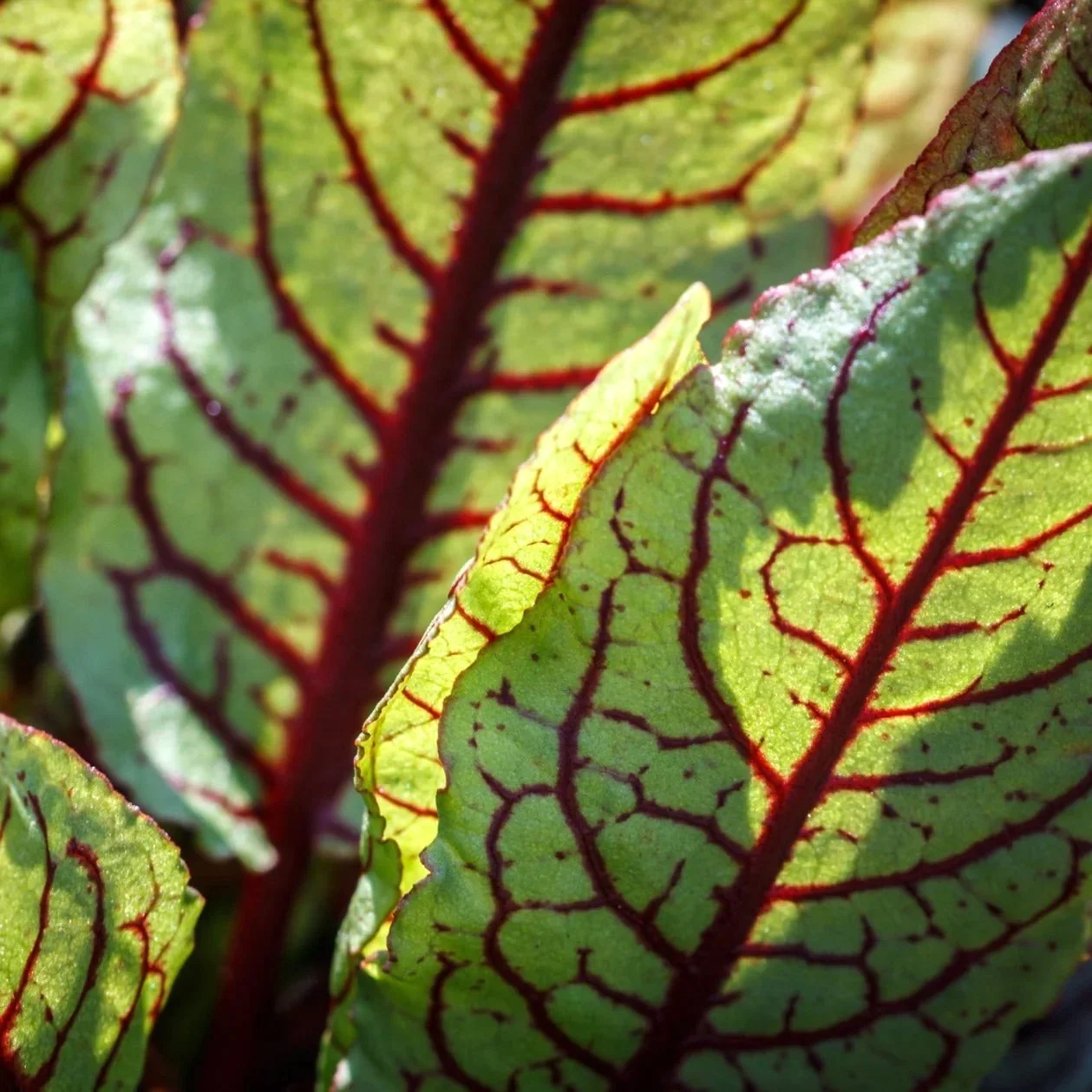 FT-Sorrel-Red-Veined.jpg