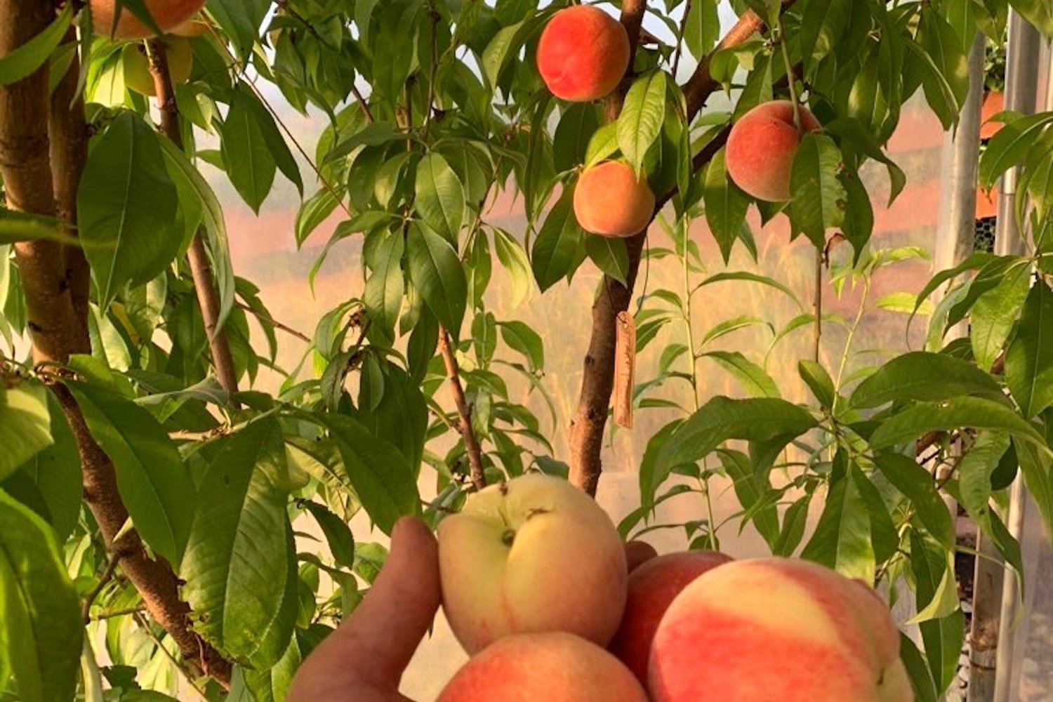 Fat Tomato Peach Peregrine